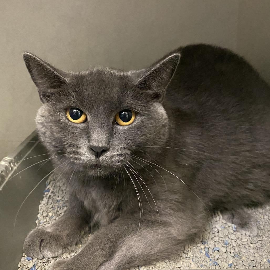 Enlarge Luna, a Adoptable Domestic Short Hair in Dayton, OH image 2/2