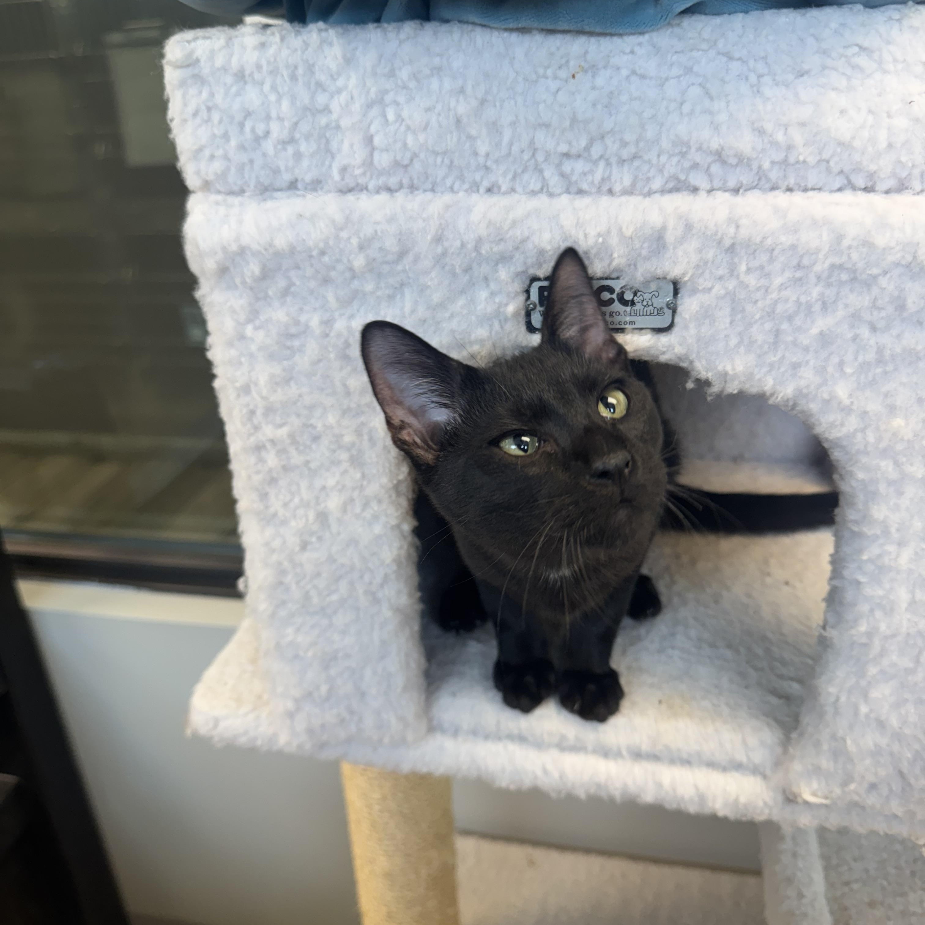 Enlarge Dale, a Adoptable Domestic Short Hair in Liberty, MO image 3/6