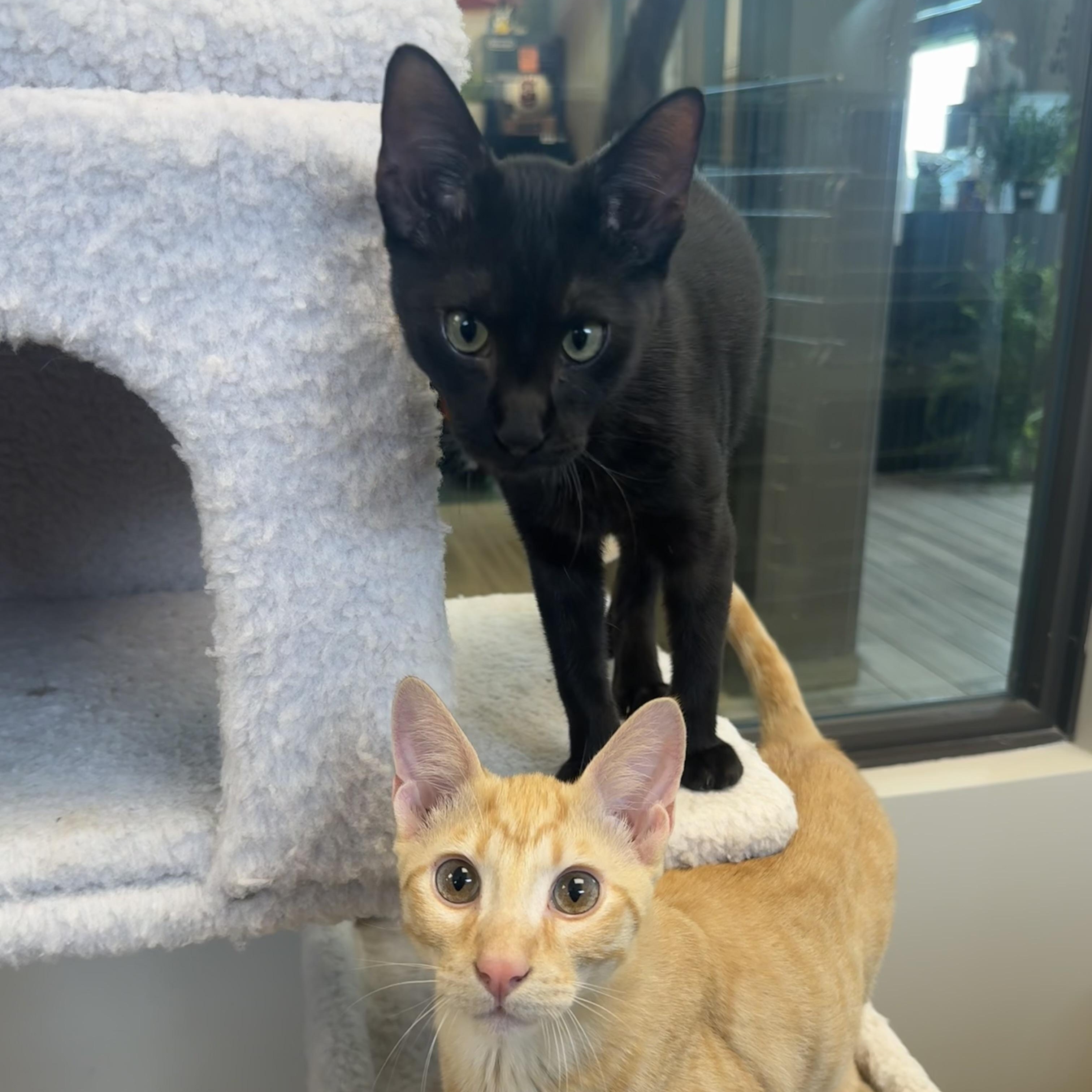 Enlarge Dale, a Adoptable Domestic Short Hair in Liberty, MO image 4/6