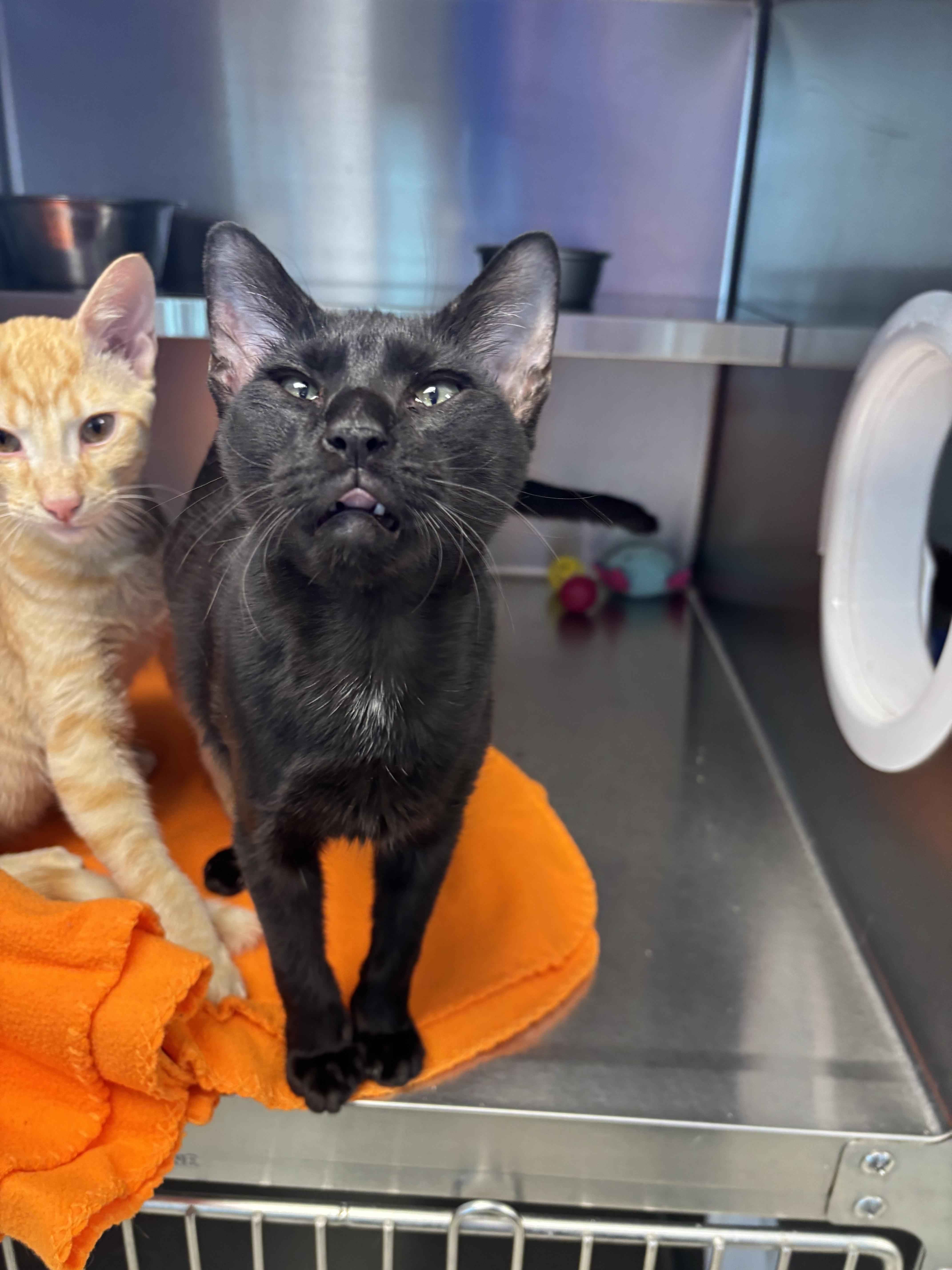 Enlarge Dale, a Adoptable Domestic Short Hair in Liberty, MO image 5/6