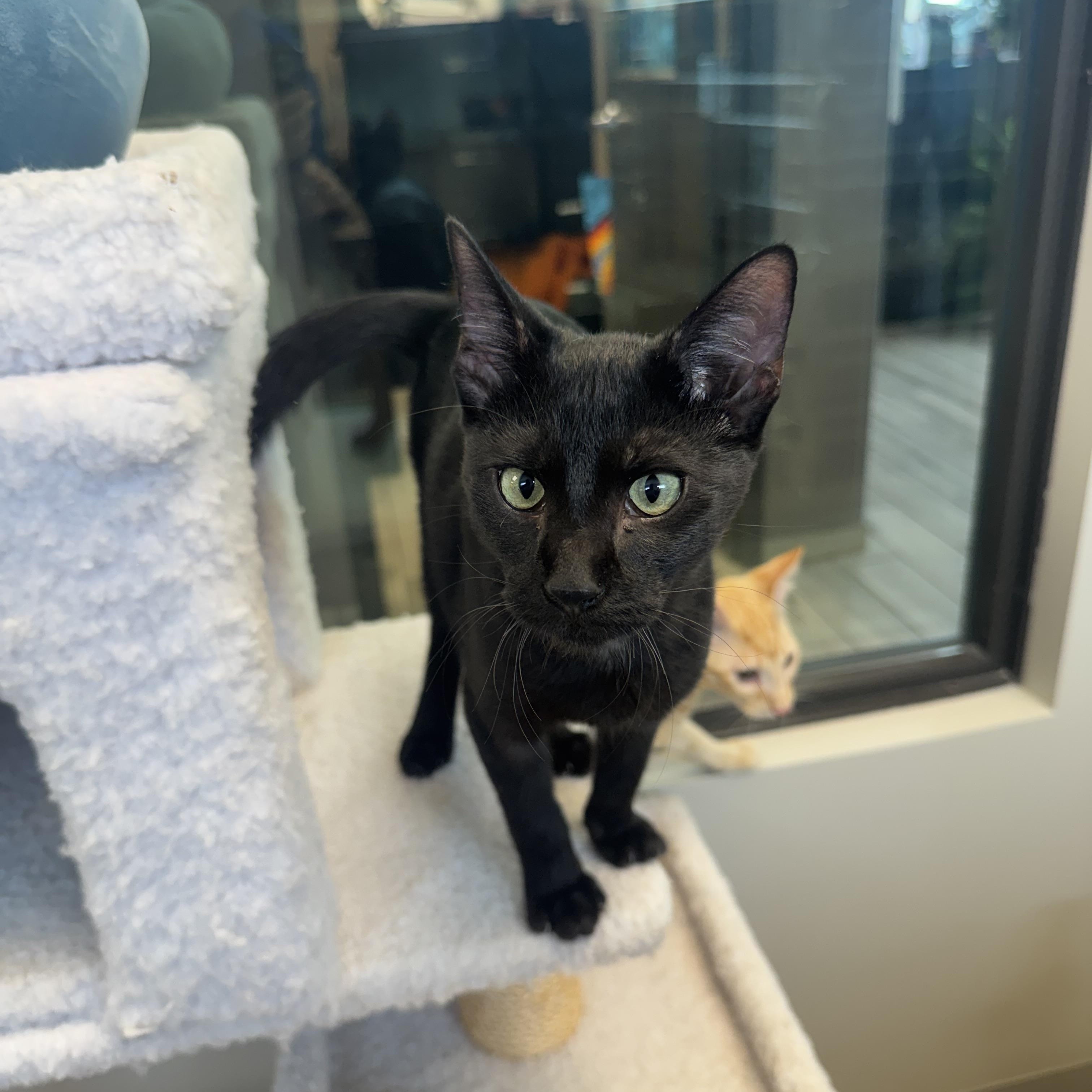 Enlarge Dale, a Adoptable Domestic Short Hair in Liberty, MO image 1/6