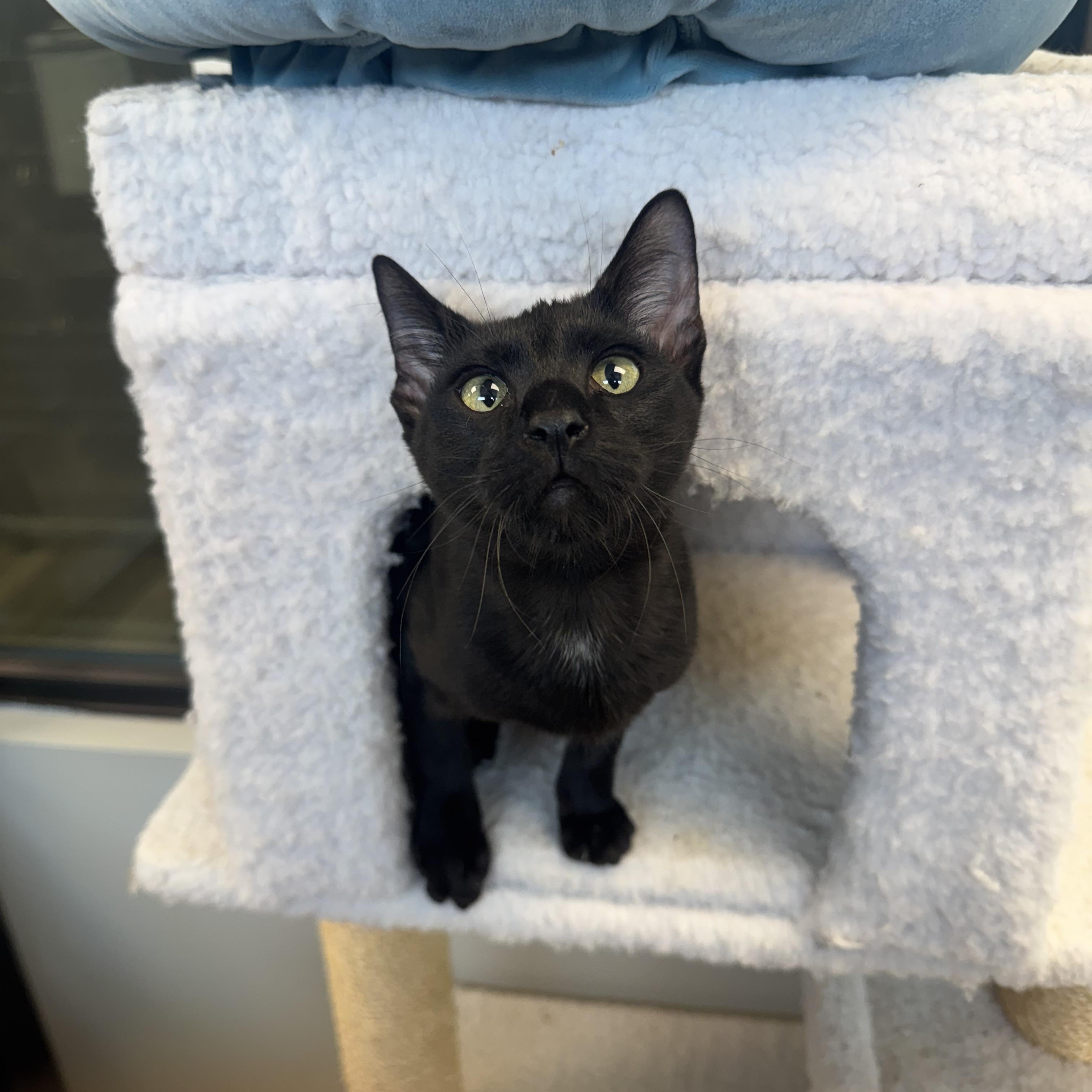 Enlarge Dale, a Adoptable Domestic Short Hair in Liberty, MO image 2/6