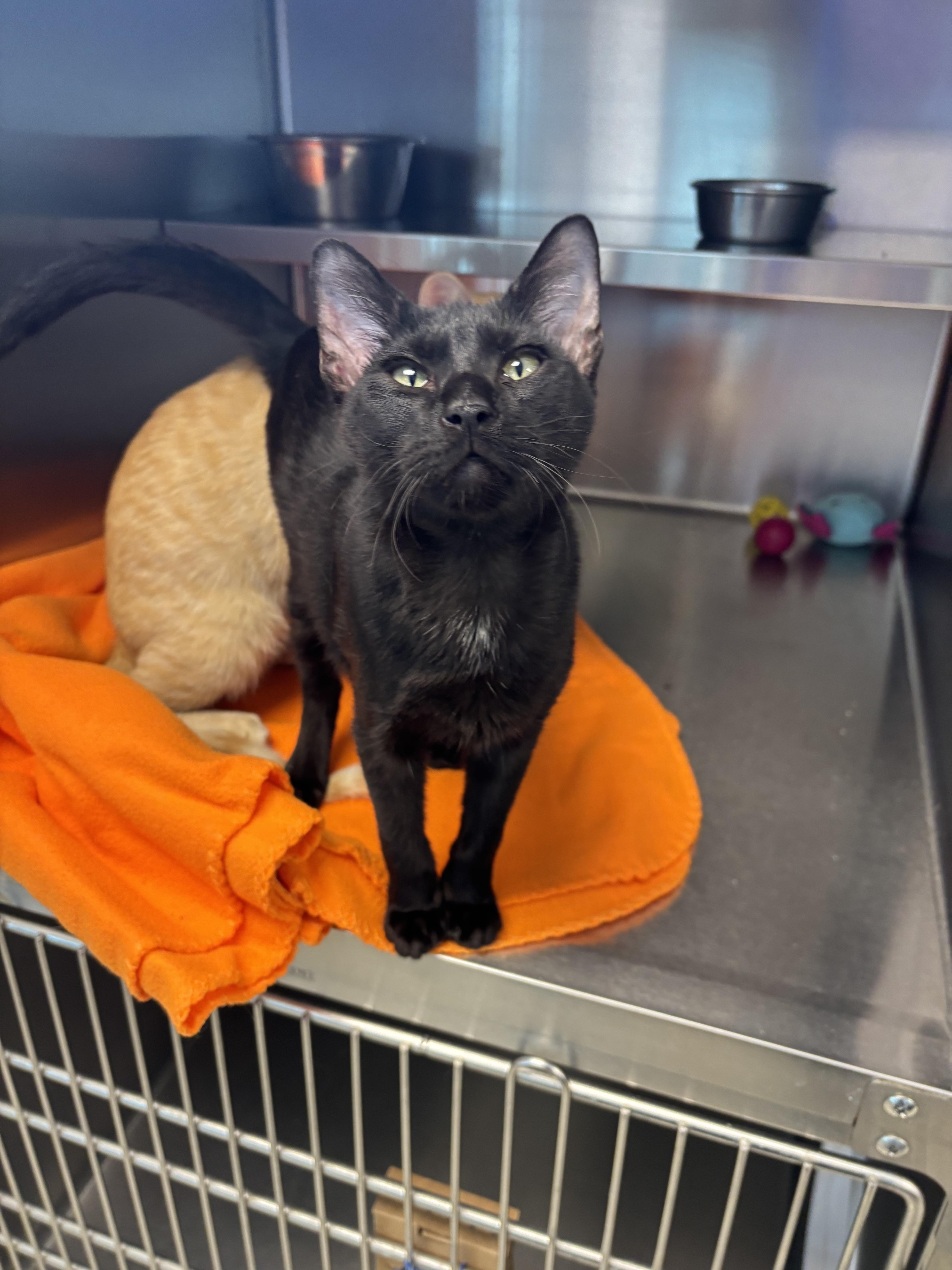 Enlarge Dale, a Adoptable Domestic Short Hair in Liberty, MO image 6/6