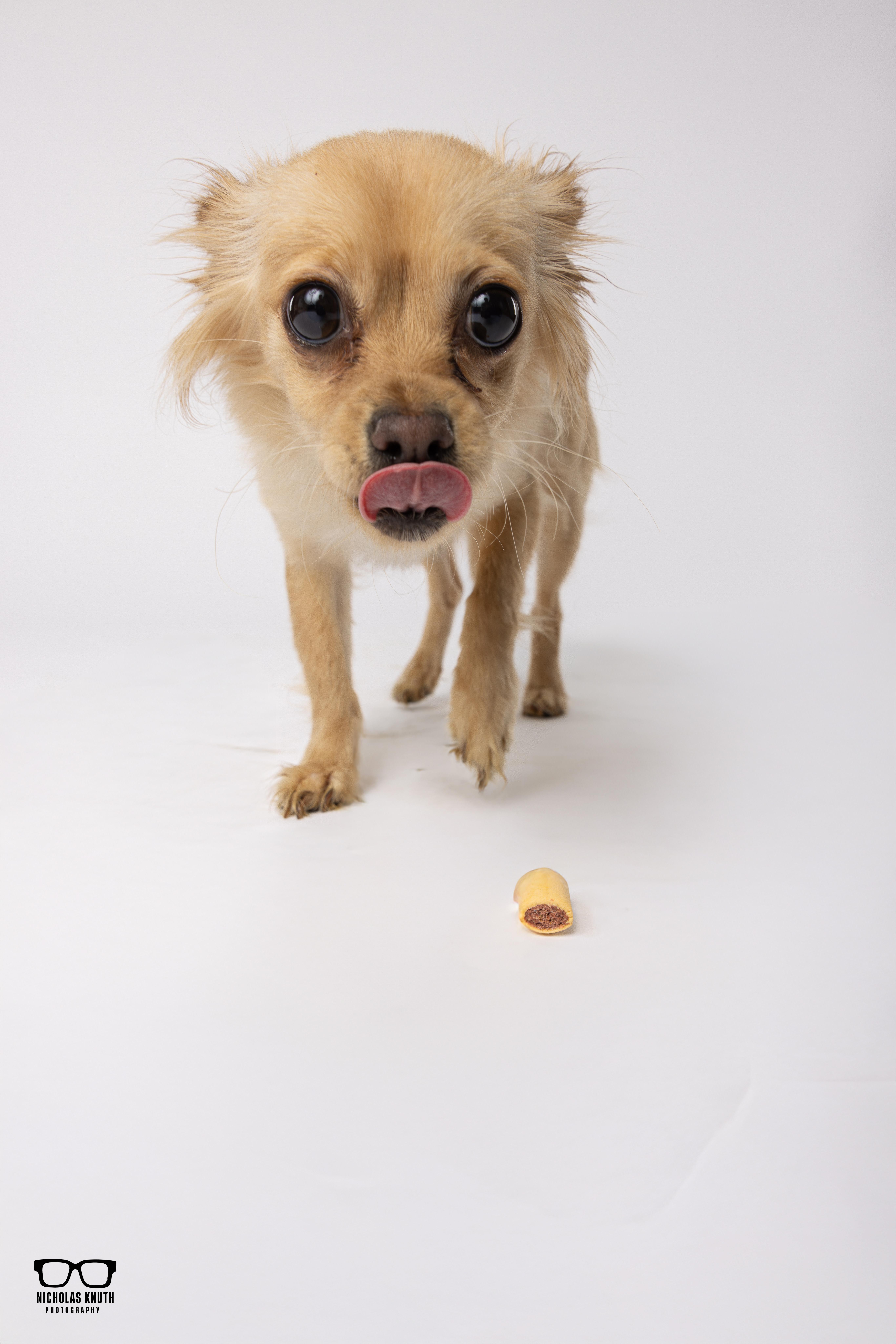 Enlarge Tortilla, a ADOPTABLE mixed breed in Palatine, IL image 4/6