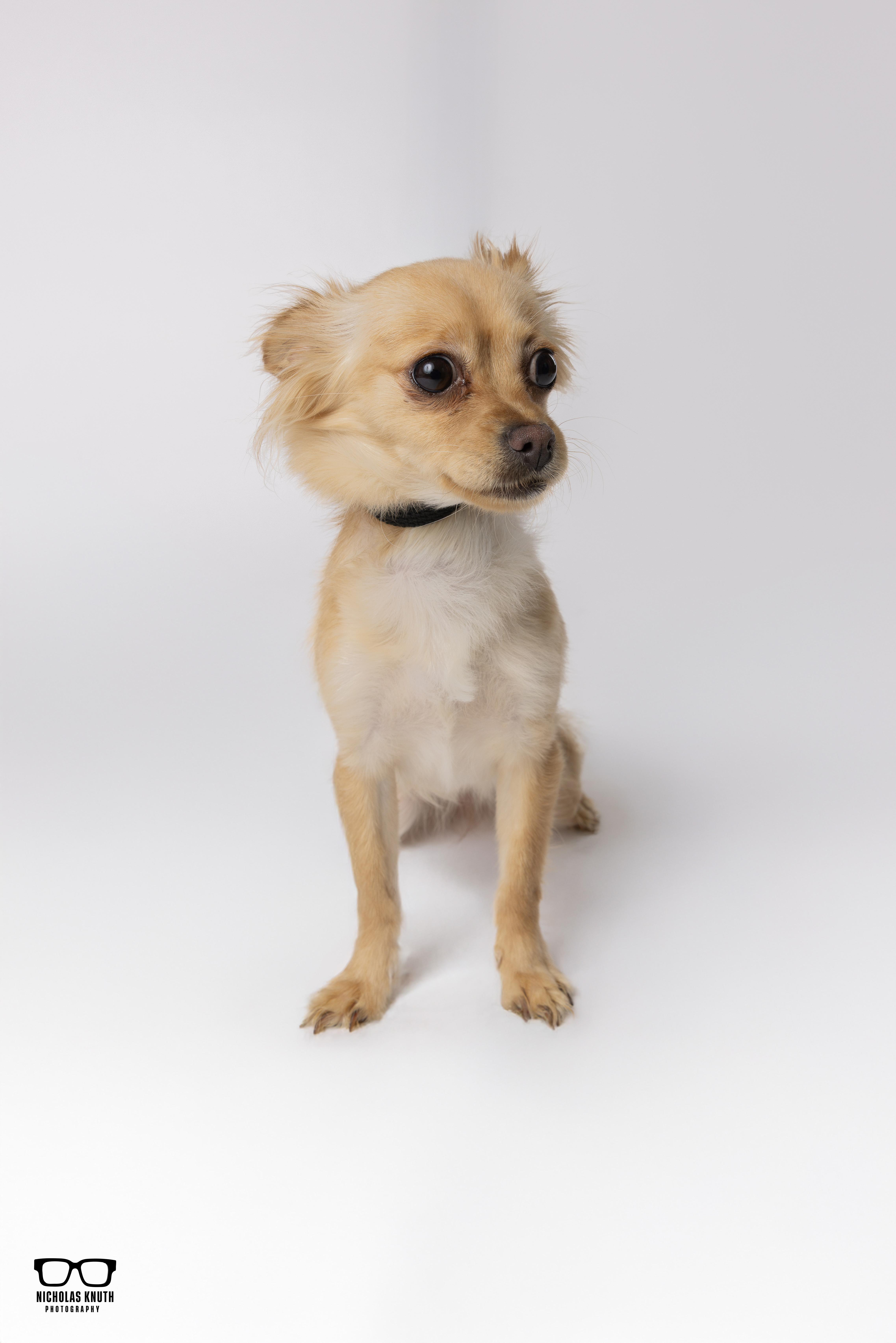 Enlarge Tortilla, a ADOPTABLE mixed breed in Palatine, IL image 1/6