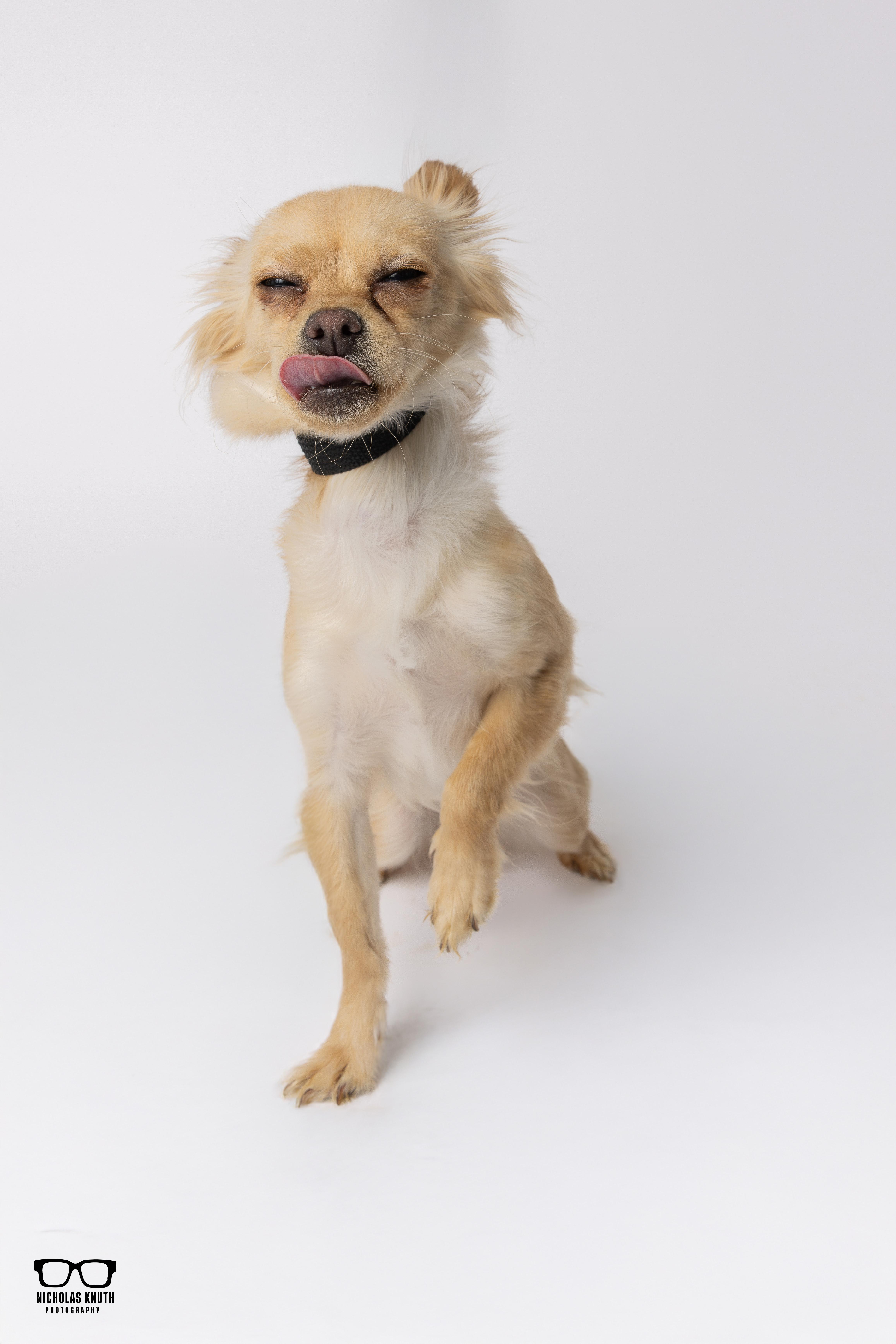 Enlarge Tortilla, a ADOPTABLE mixed breed in Palatine, IL image 5/6