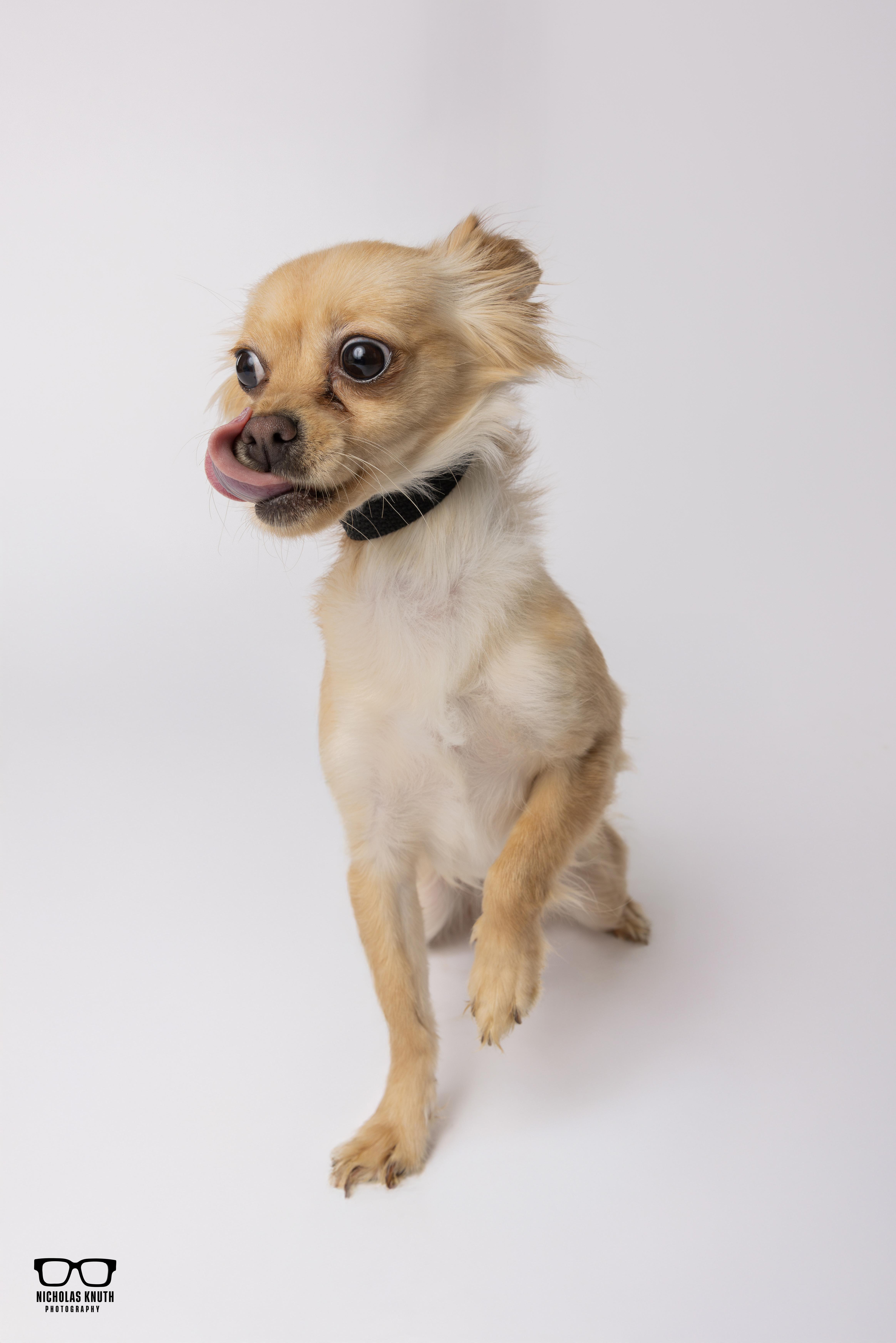 Enlarge Tortilla, a ADOPTABLE mixed breed in Palatine, IL image 2/6