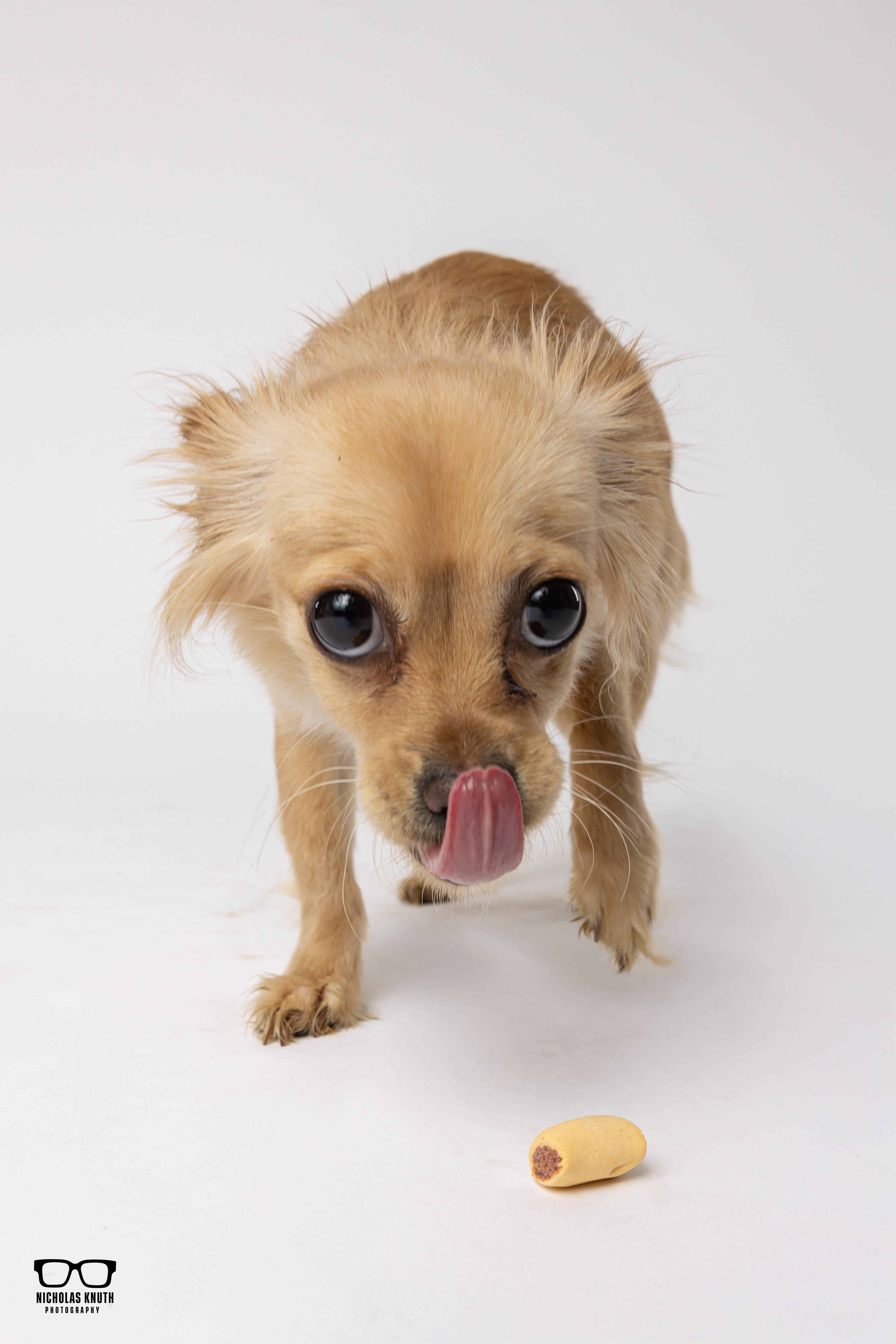 Enlarge Tortilla, a ADOPTABLE mixed breed in Palatine, IL image 3/6