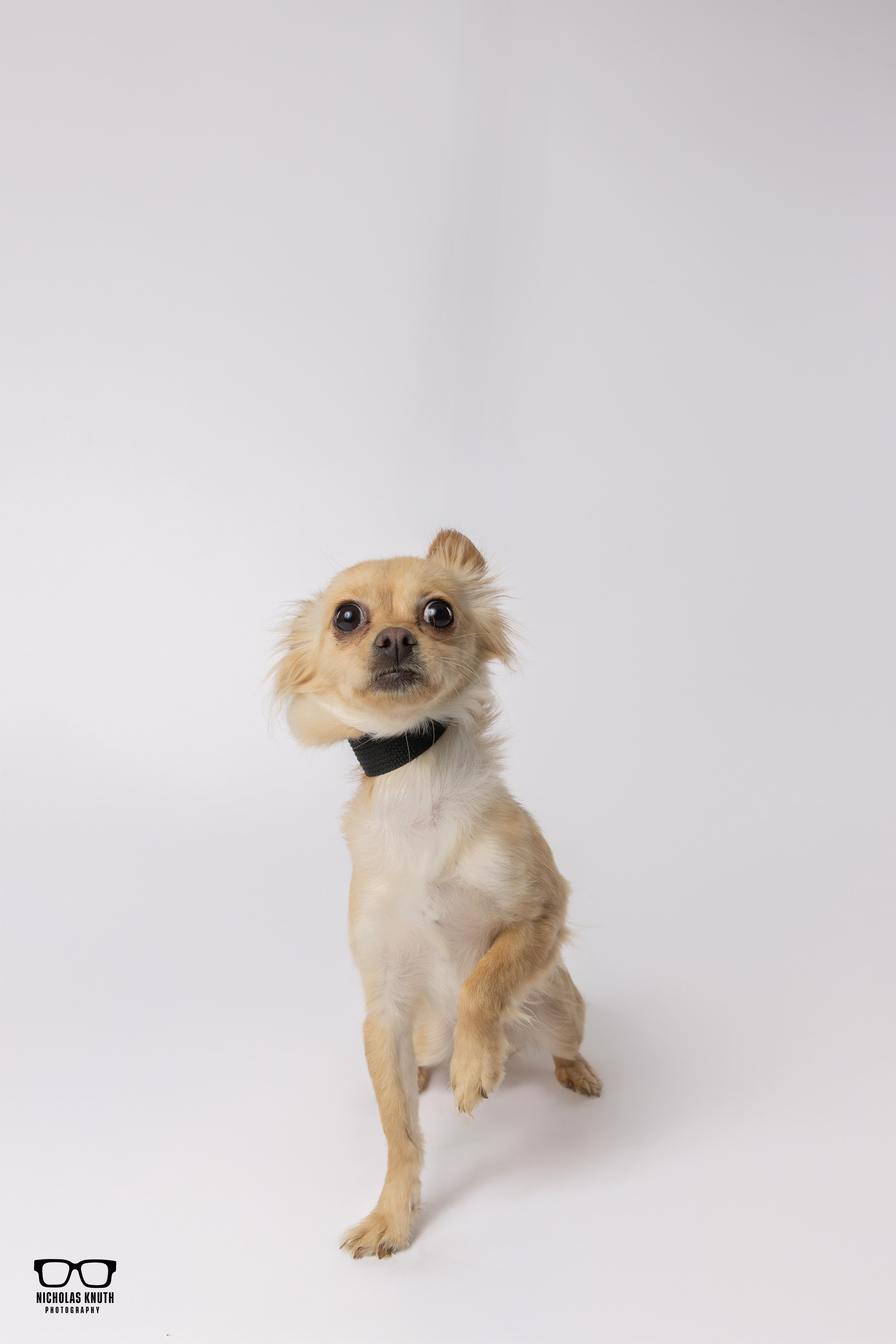 Enlarge Tortilla, a ADOPTABLE mixed breed in Palatine, IL image 6/6