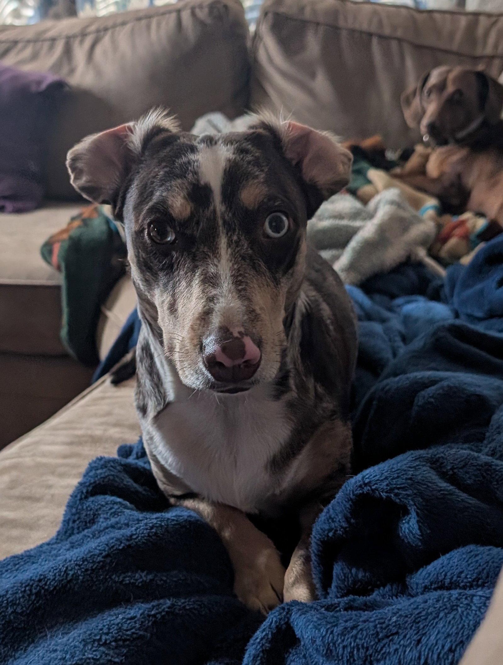 Enlarge Willow Ray (Courtesy), a Adoptable mixed breed in Aurora, CO image 1/3
