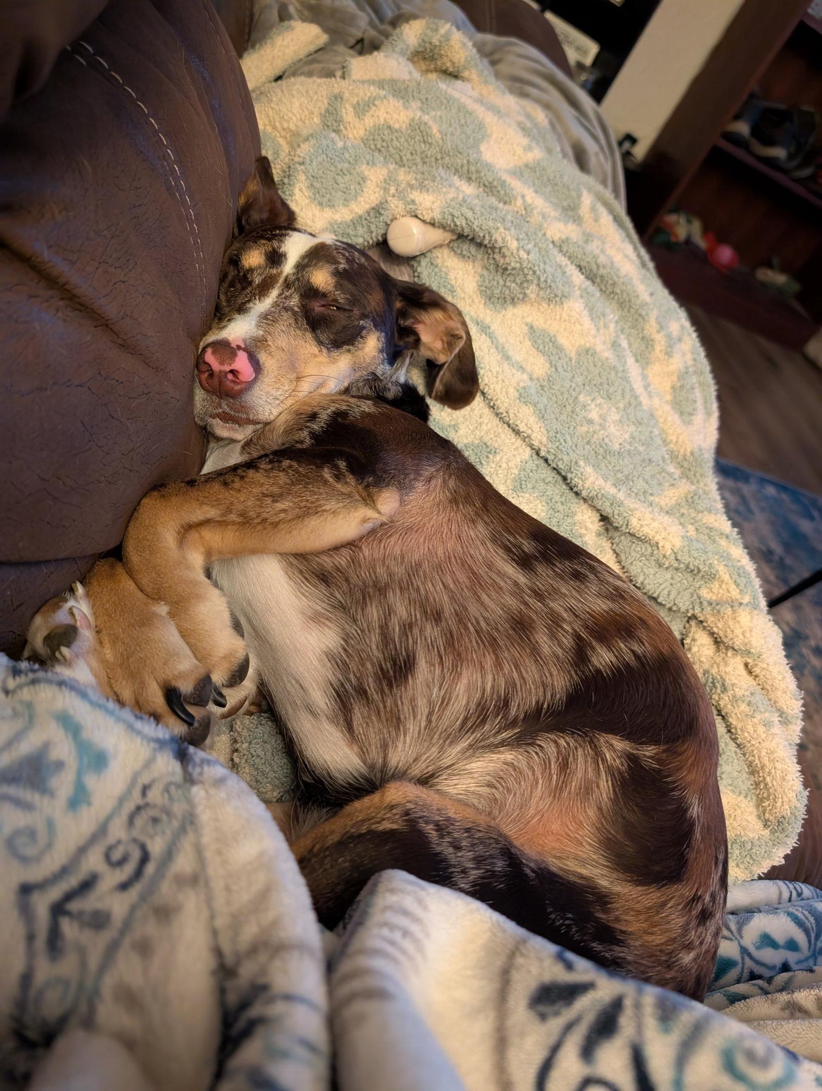 Enlarge Willow Ray (Courtesy), a Adoptable mixed breed in Aurora, CO image 2/3