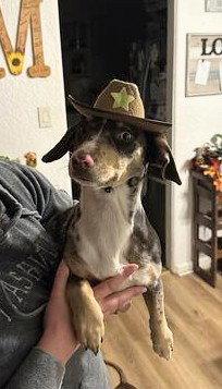 Enlarge Willow Ray (Courtesy), a Adoptable mixed breed in Aurora, CO image 3/3