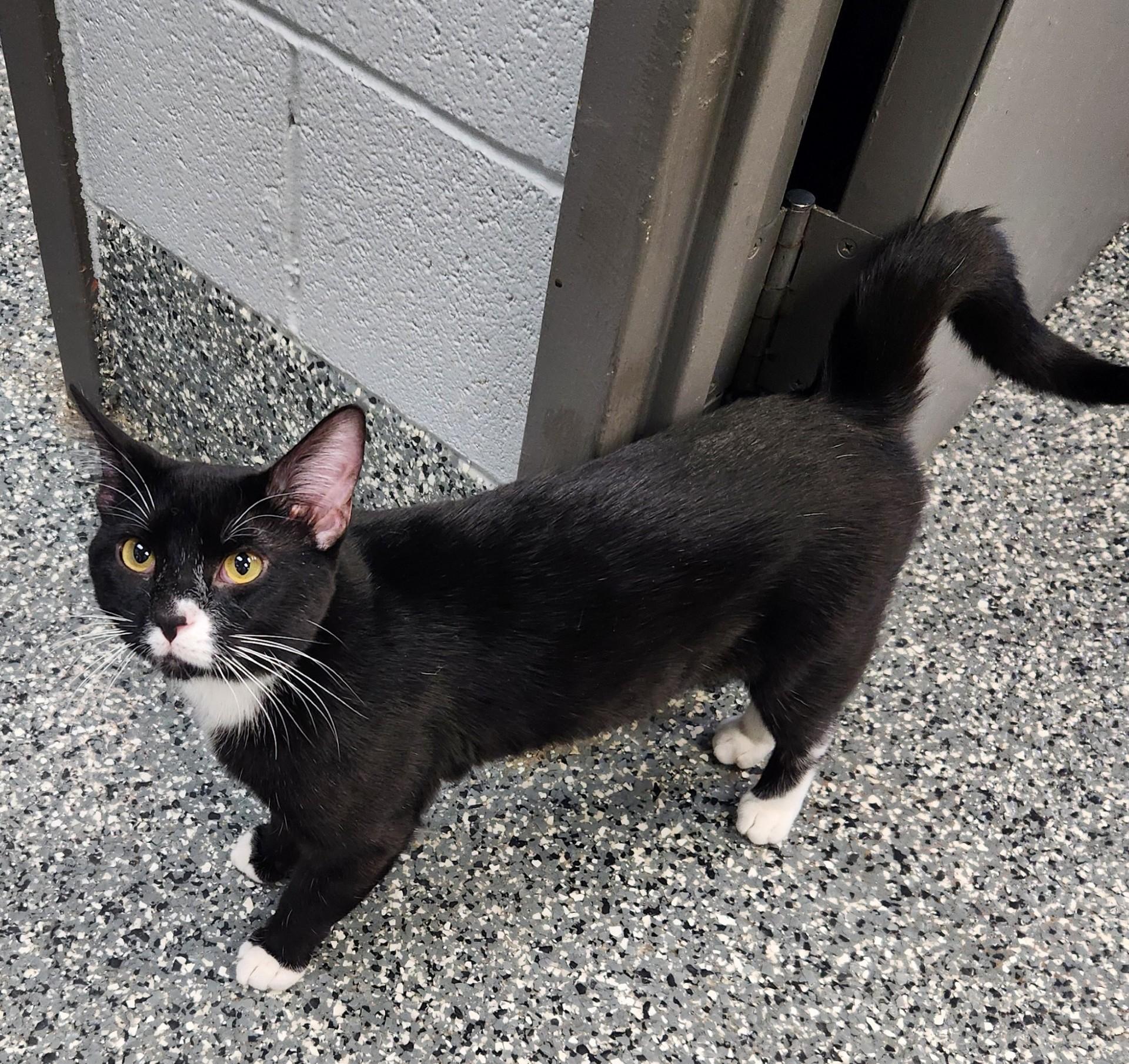 Enlarge Binx , a ADOPTABLE Domestic Short Hair in Siloam Springs, AR image 1/6