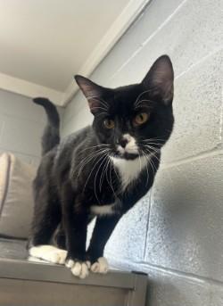 Binx , a ADOPTABLE Domestic Short Hair in Siloam Springs, AR image 4/5