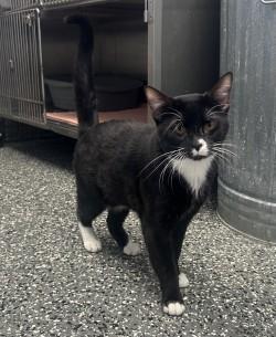 Binx , a ADOPTABLE Domestic Short Hair in Siloam Springs, AR image 3/5