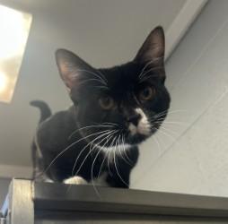 Binx , ADOPTABLE, Adult Male Domestic Short Hair.