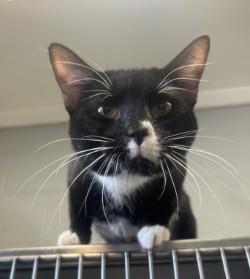 Binx , a ADOPTABLE Domestic Short Hair in Siloam Springs, AR image 5/5