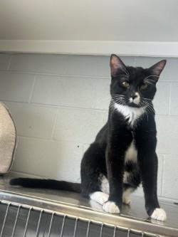 Binx , a ADOPTABLE Domestic Short Hair in Siloam Springs, AR image 2/5