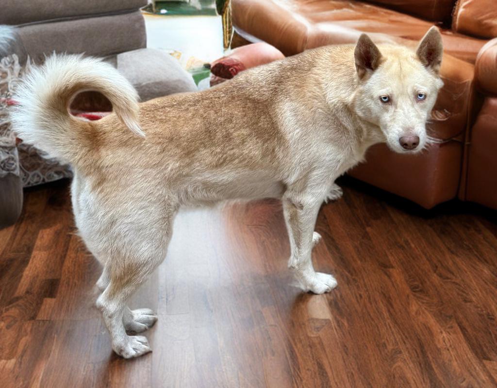 Enlarge Carlie, a Adoptable mixed breed in Grove city, OH image 2/5
