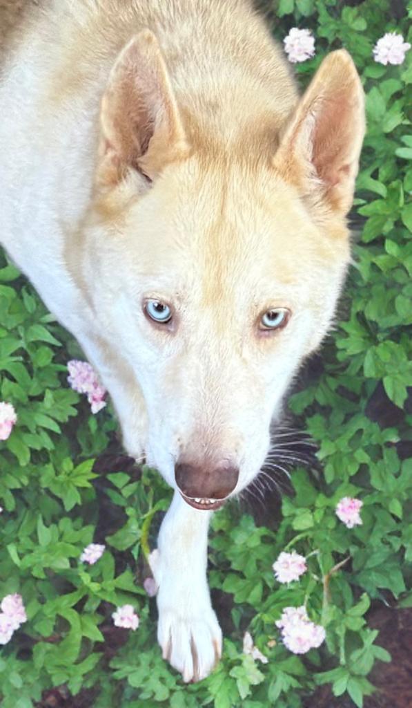 Enlarge Carlie, a Adoptable mixed breed in Grove city, OH image 3/5