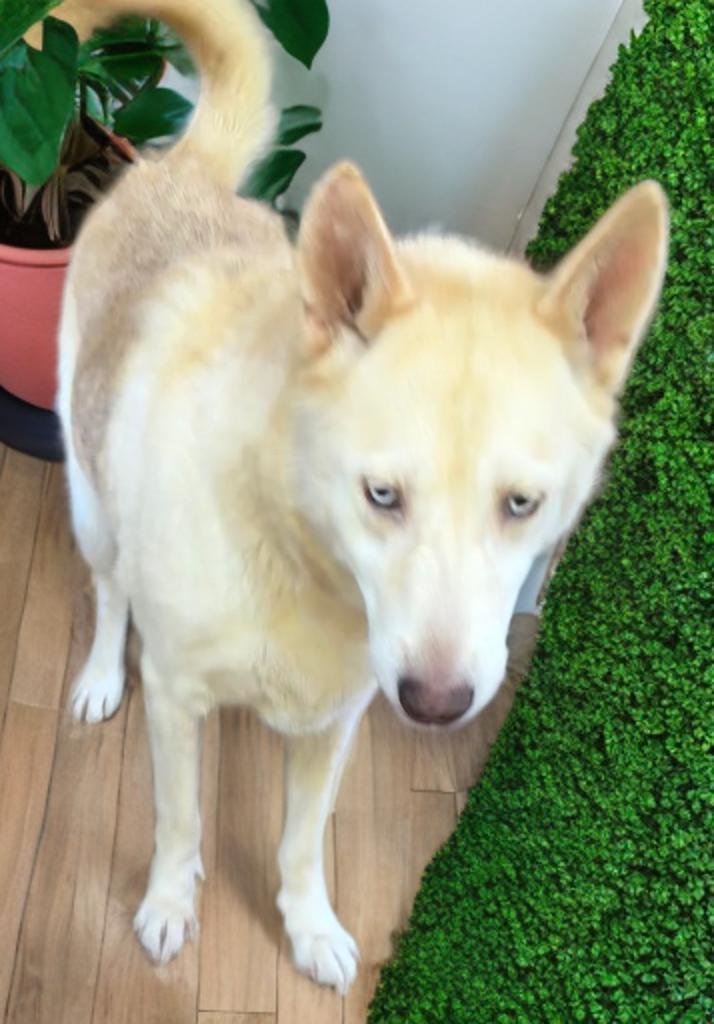 Enlarge Carlie, a Adoptable mixed breed in Grove city, OH image 4/5