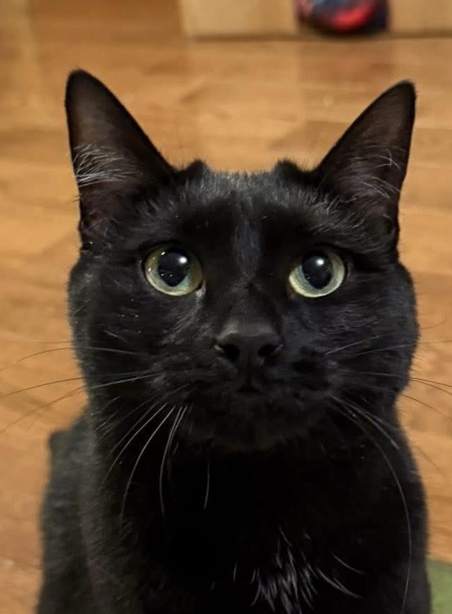 Levina, Adoptable, Adult Female Domestic Short Hair.