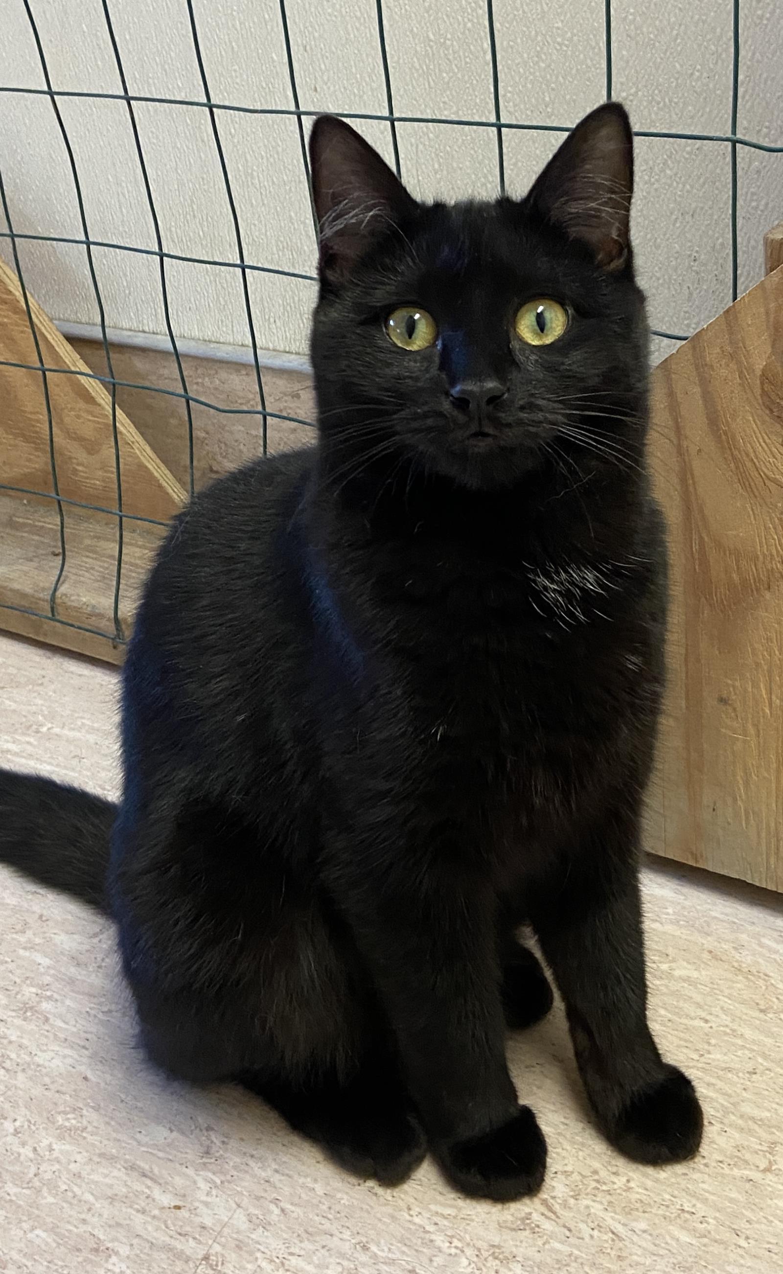 Enlarge Levina, a Adoptable mixed breed in Beacon, NY image 2/2