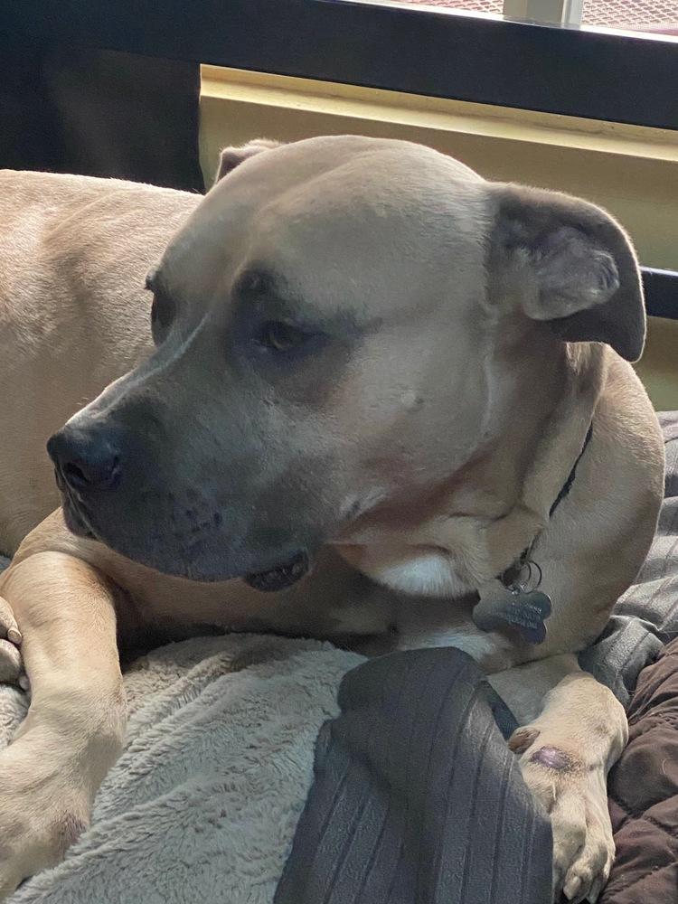 Max, Adopted, Adult Male Boxer.