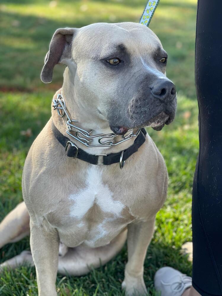 Enlarge Max, a Adopted mixed breed in Littleton, CO image 2/6