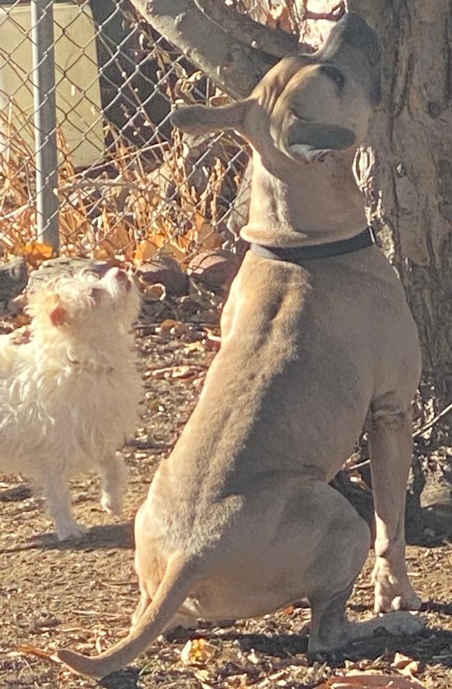 Enlarge Max, a Adopted mixed breed in Littleton, CO image 3/6
