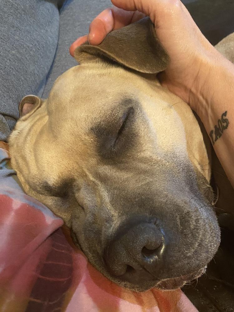 Enlarge Max, a Adopted mixed breed in Littleton, CO image 4/6