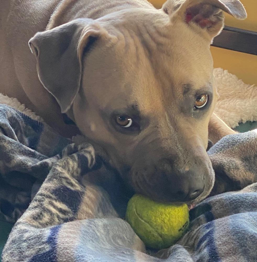 Enlarge Max, a Adopted mixed breed in Littleton, CO image 5/6