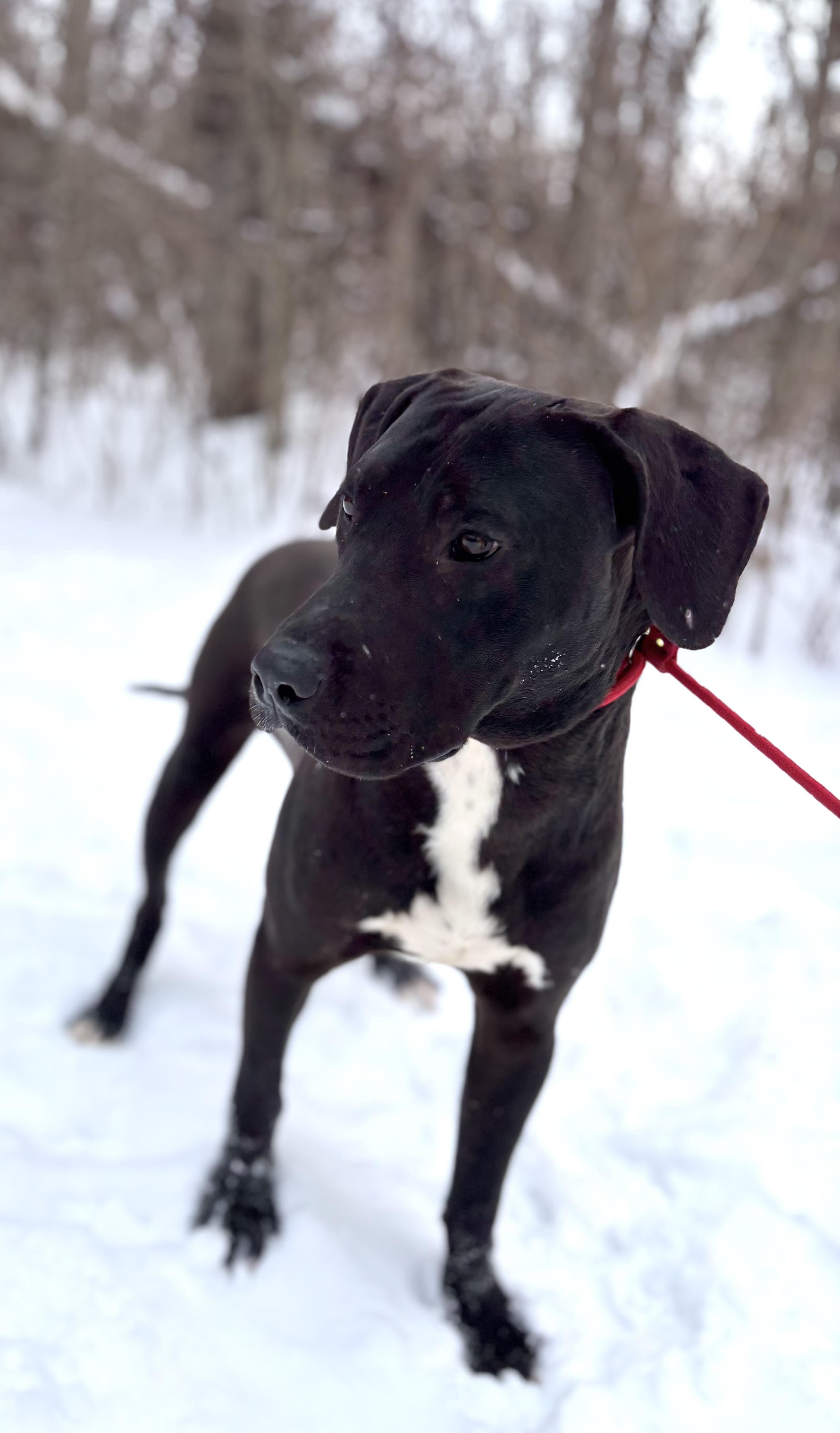 Enlarge Ace (Not On-site), a ADOPTABLE Mixed Breed in Mount Pleasant, MI image 3/4