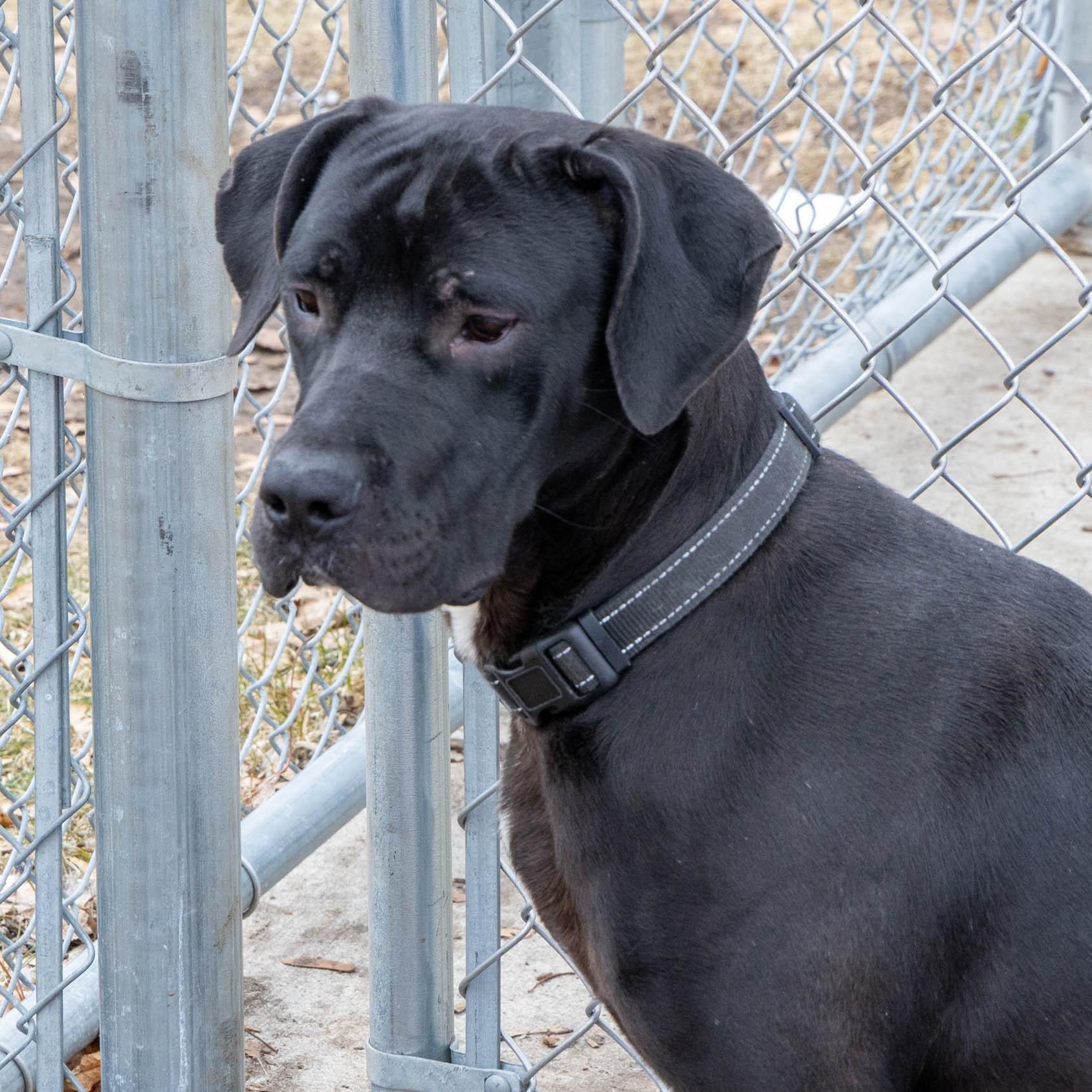 Enlarge Ace (Not On-site), a ADOPTABLE Mixed Breed in Mount Pleasant, MI image 1/4