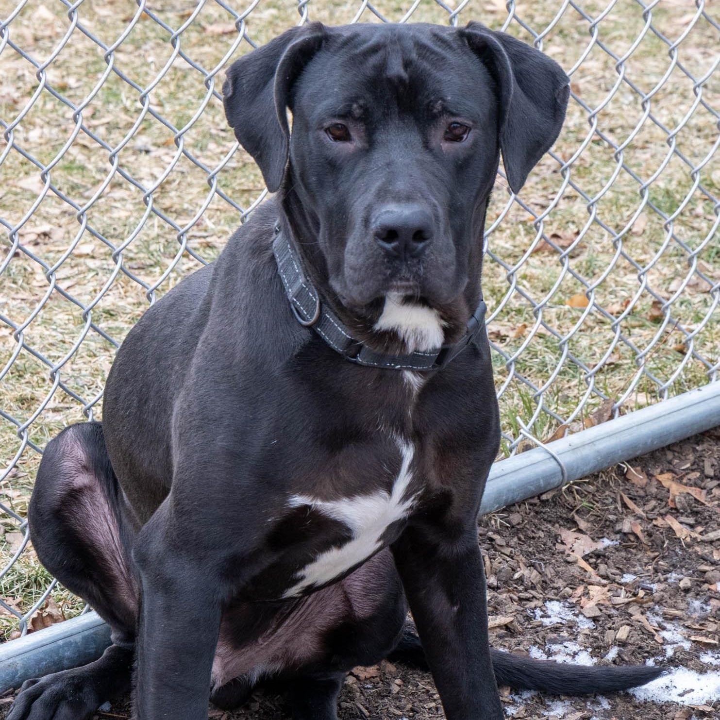 Enlarge Ace (Not On-site), a ADOPTABLE Mixed Breed in Mount Pleasant, MI image 2/4