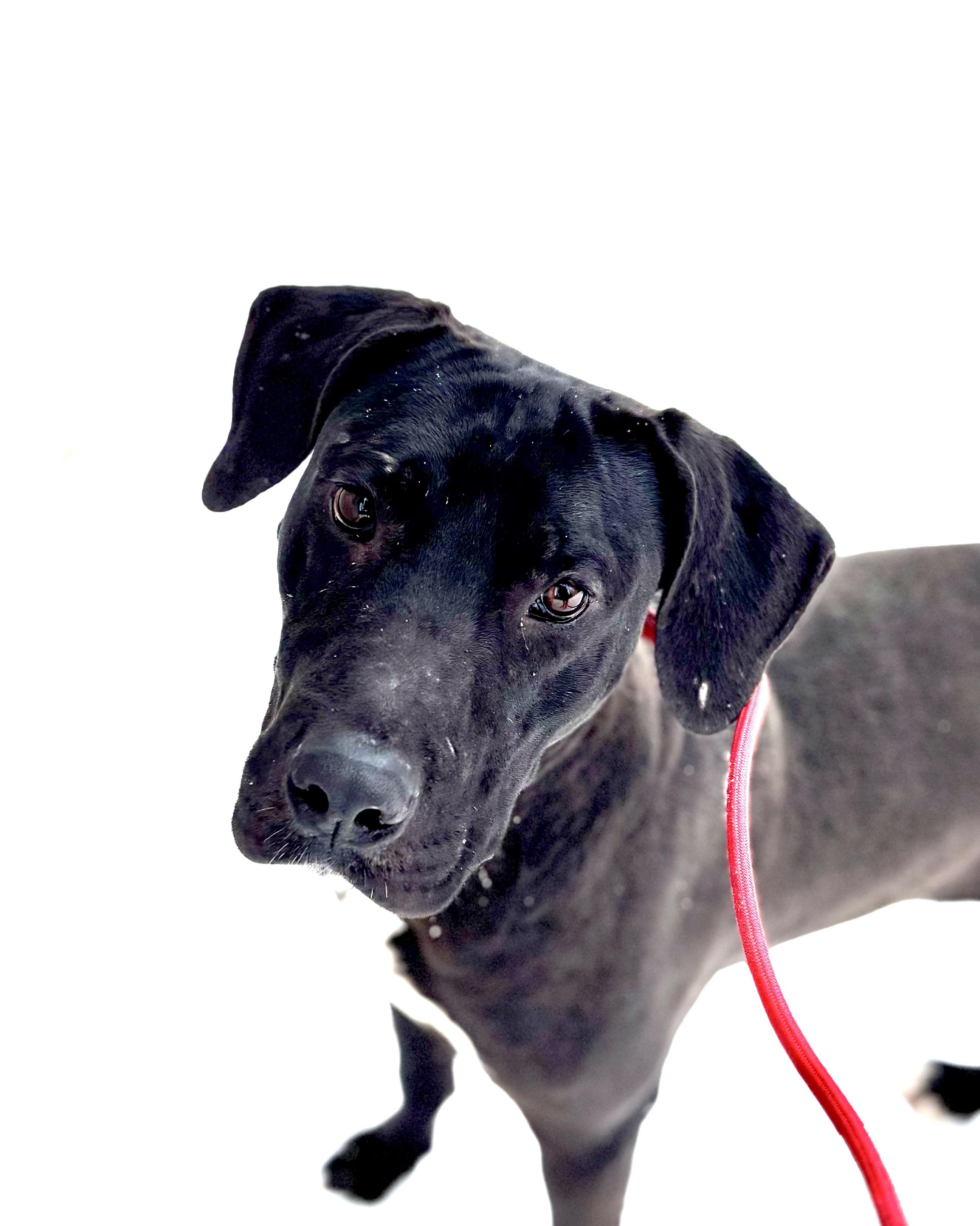 Enlarge Ace (Not On-site), a ADOPTABLE Mixed Breed in Mount Pleasant, MI image 4/4