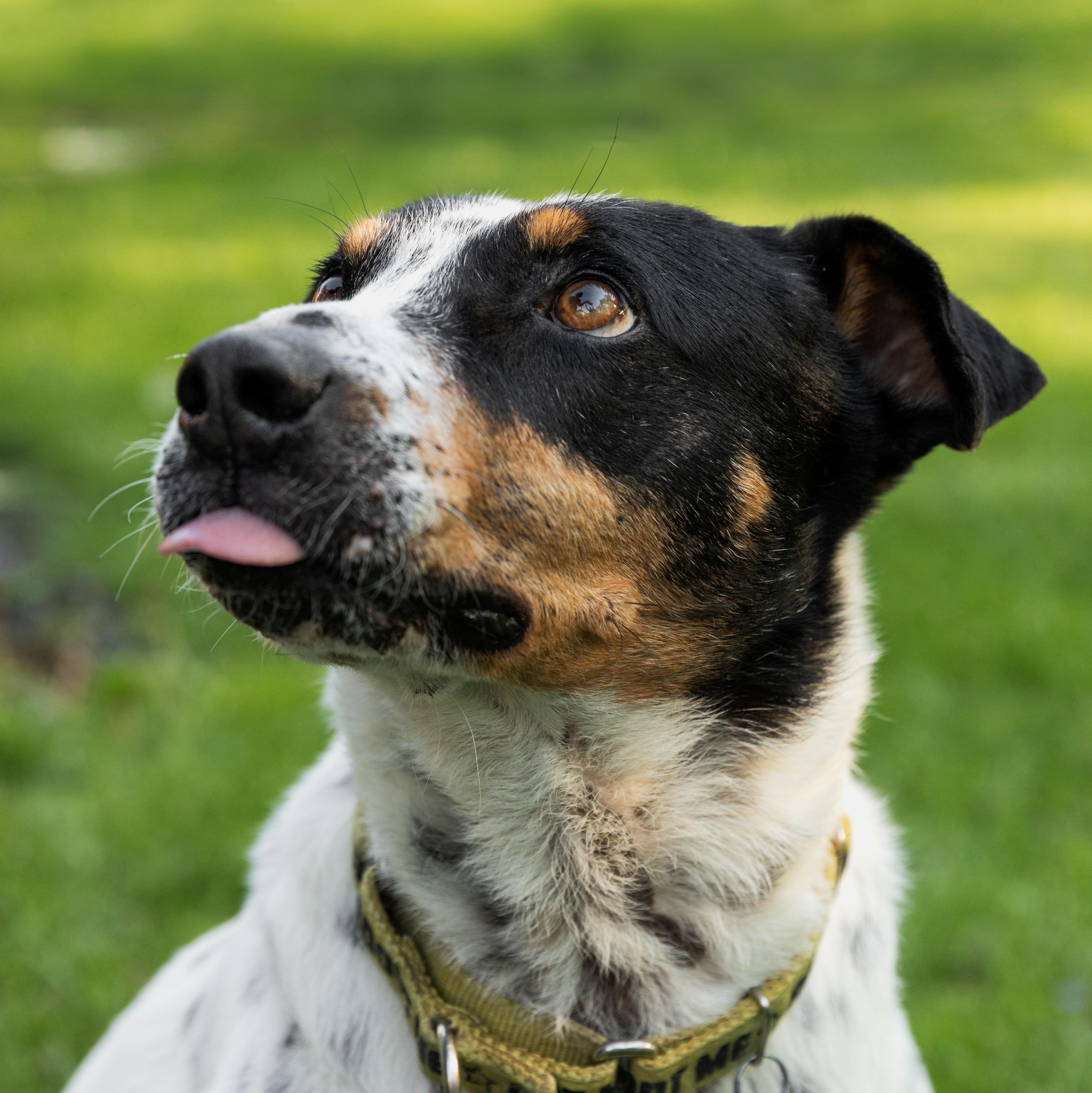 Enlarge Kiko, a ADOPTABLE mixed breed in Mississauga, ON image 6/6