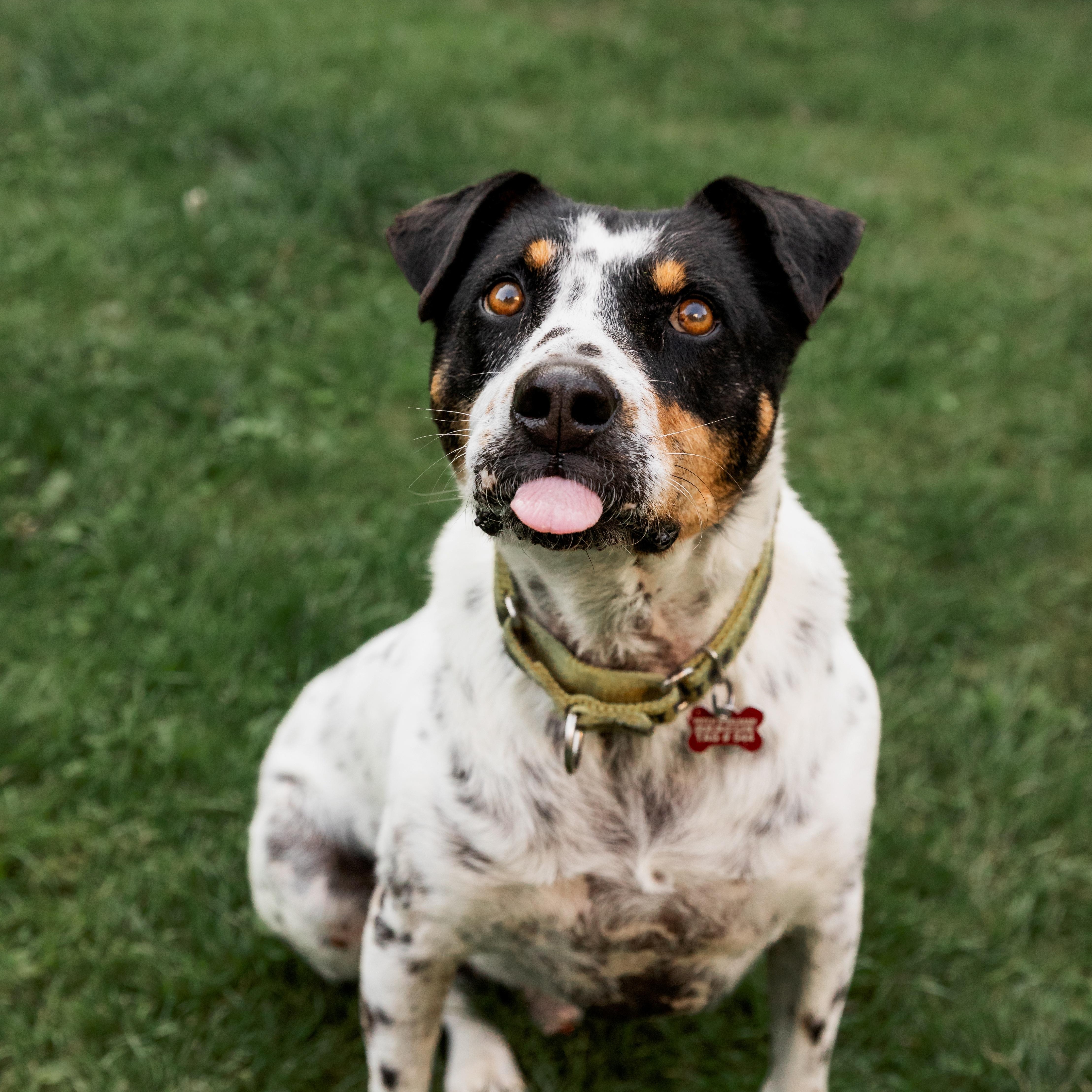 Enlarge Kiko, a ADOPTABLE mixed breed in Mississauga, ON image 3/6