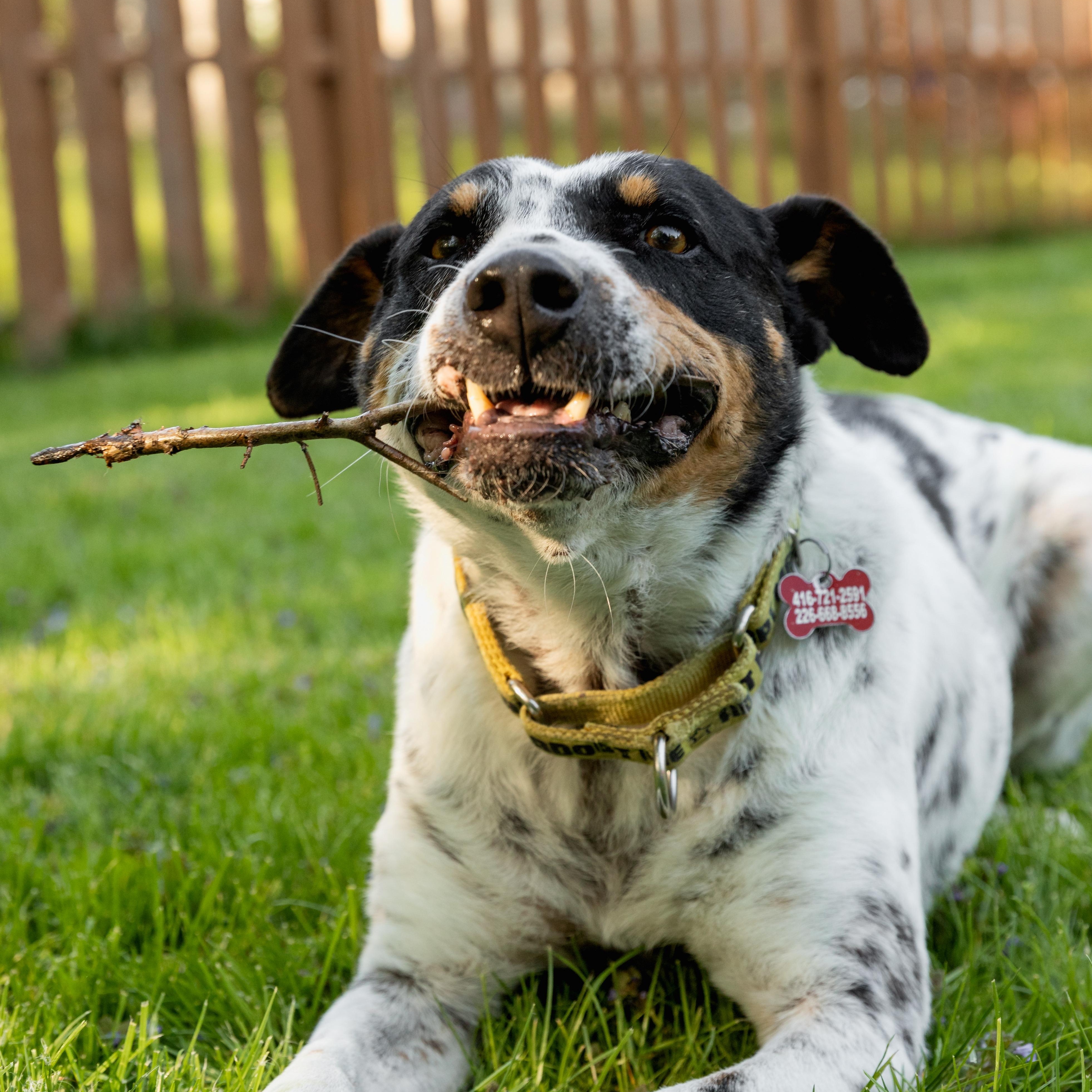 Enlarge Kiko, a ADOPTABLE mixed breed in Mississauga, ON image 5/6