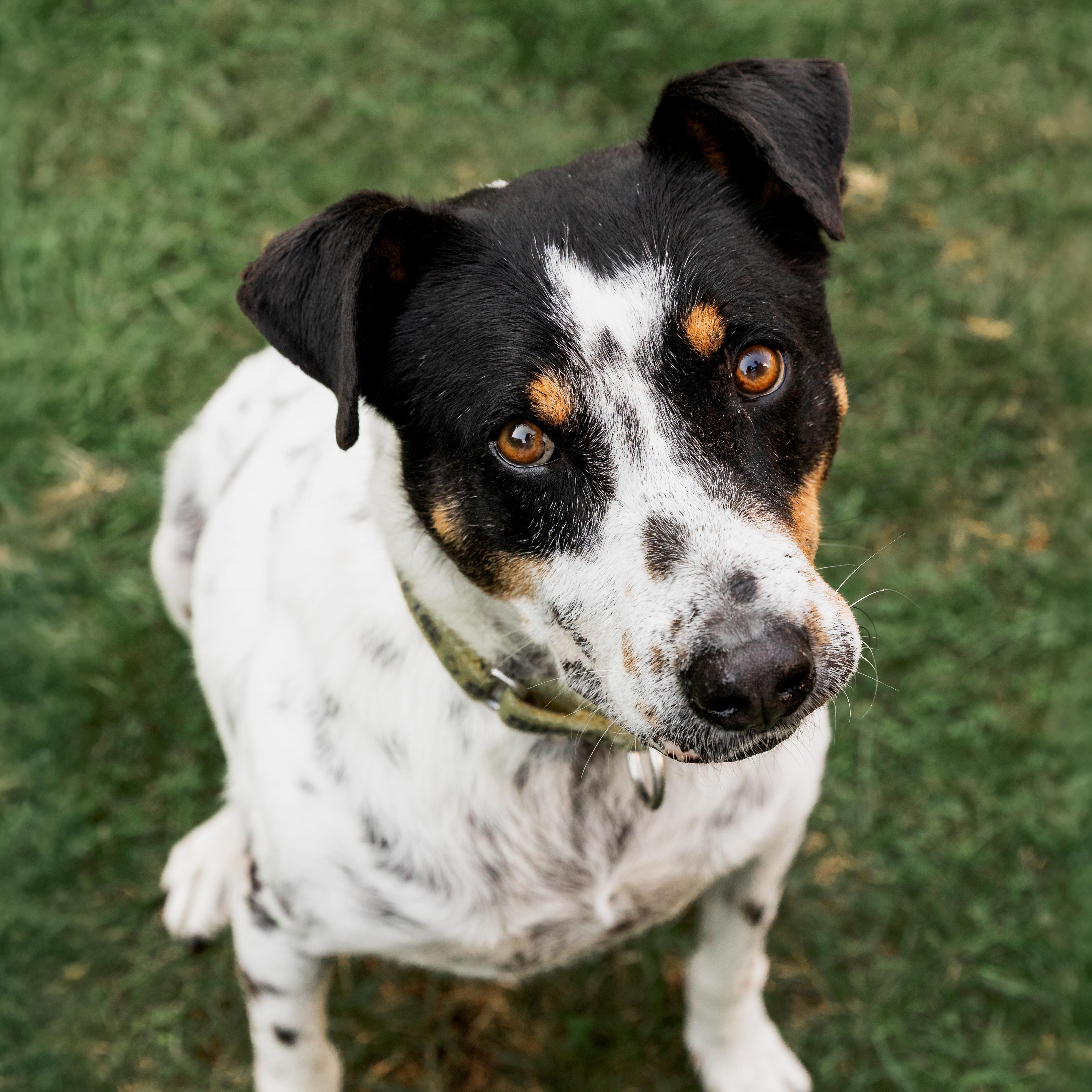 Enlarge Kiko, a ADOPTABLE mixed breed in Mississauga, ON image 2/6