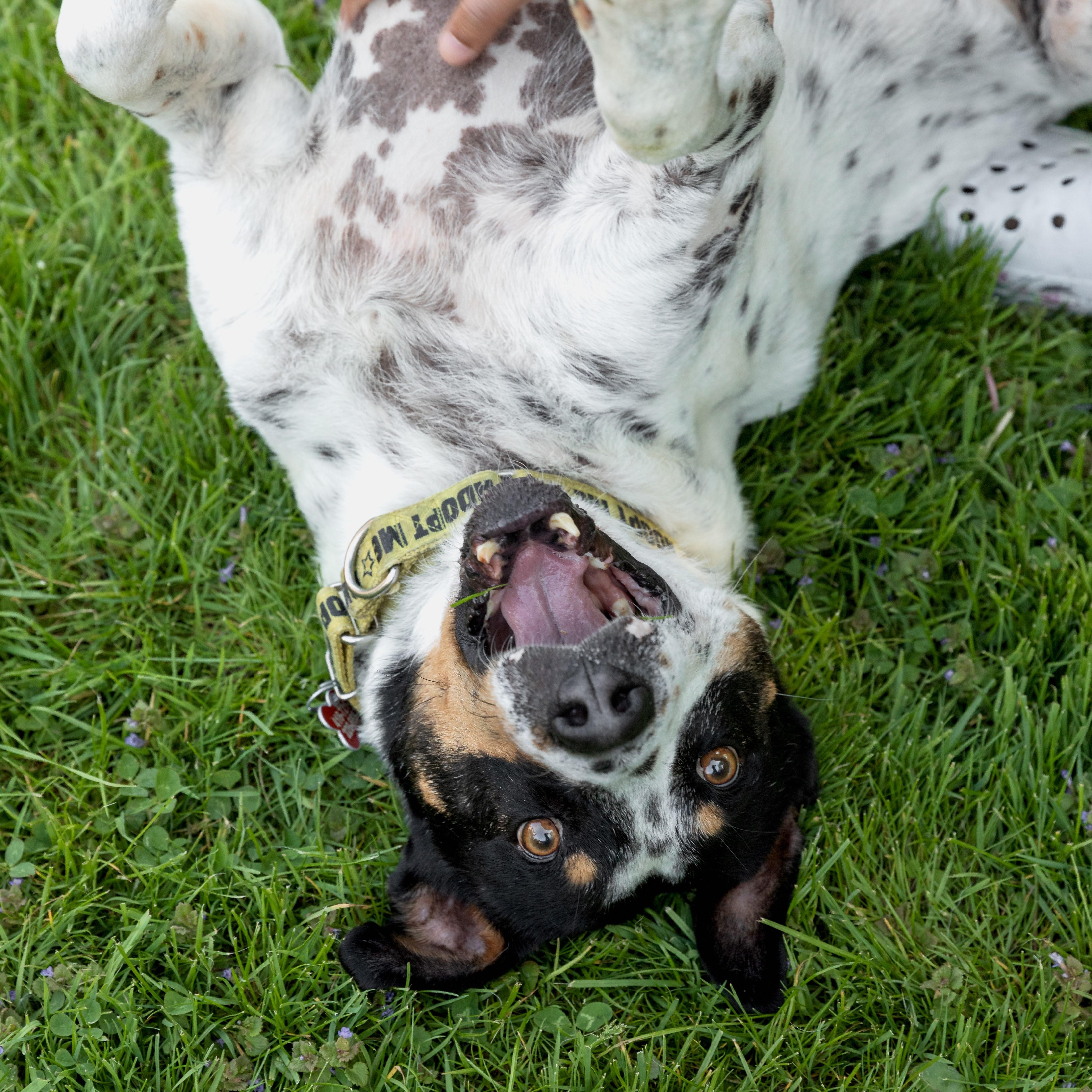 Enlarge Kiko, a ADOPTABLE mixed breed in Mississauga, ON image 4/6