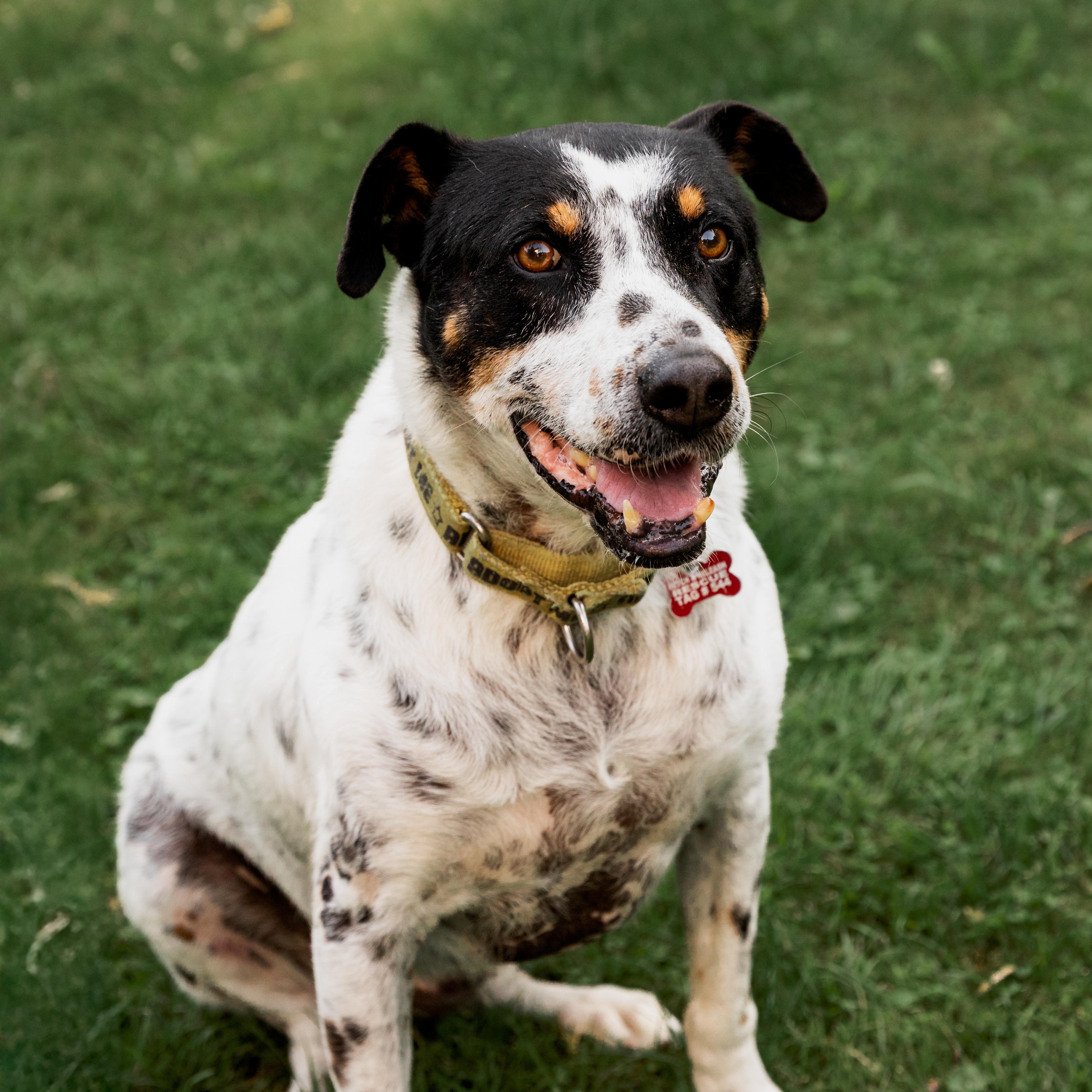Kiko, ADOPTABLE, Senior Male Mixed Breed.