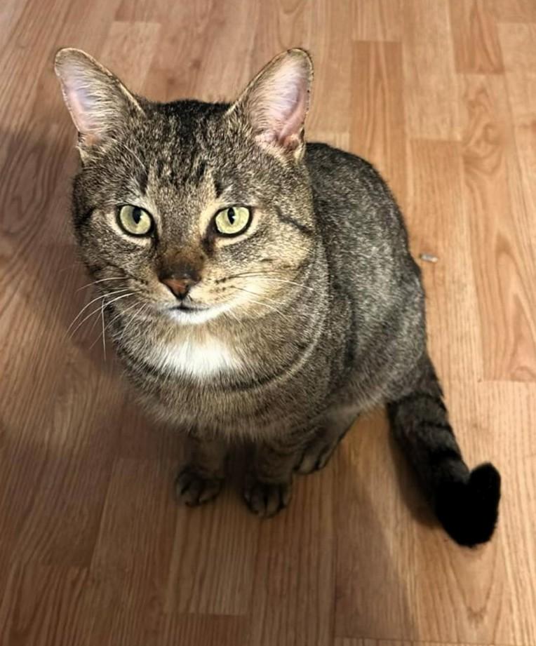 Albie, a Adoptable Domestic Short Hair in Hamilton, ON image 1/2