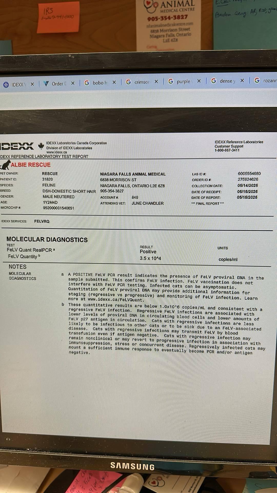 Albie, a Adoptable Domestic Short Hair in Hamilton, ON image 2/2