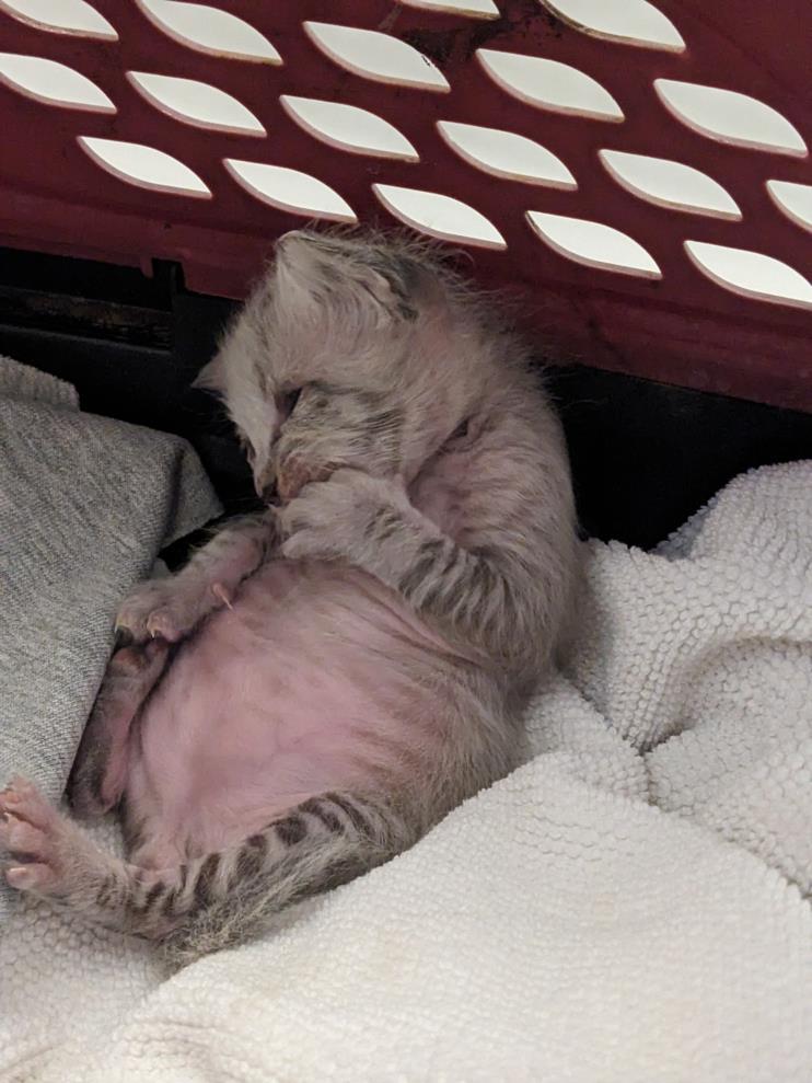 Enlarge VELMA, a Adoptable Domestic Short Hair in Chapel Hill, NC image 1/1