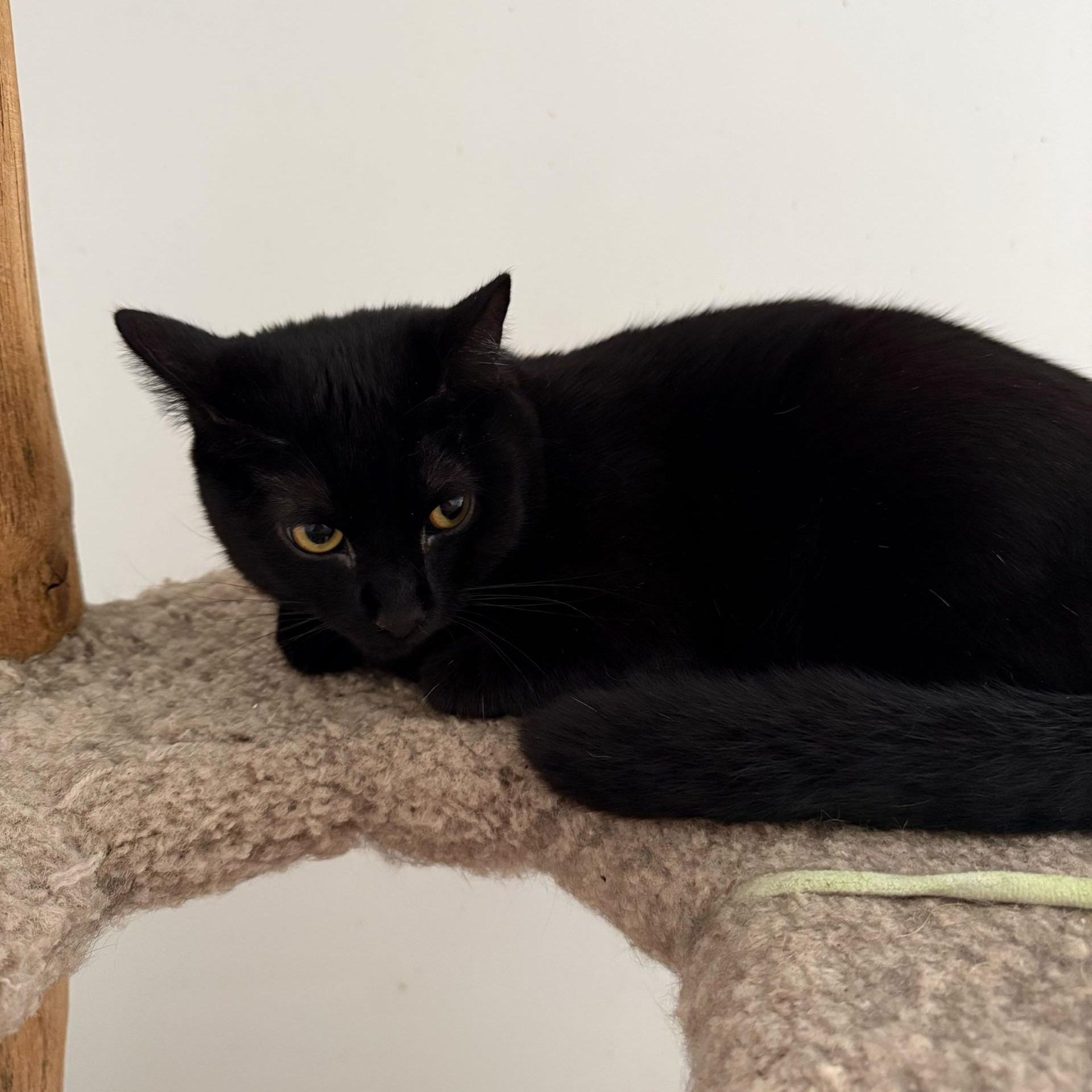 Enlarge Sydni, a ADOPTABLE Domestic Short Hair in SNOW HILL, NC image 1/1