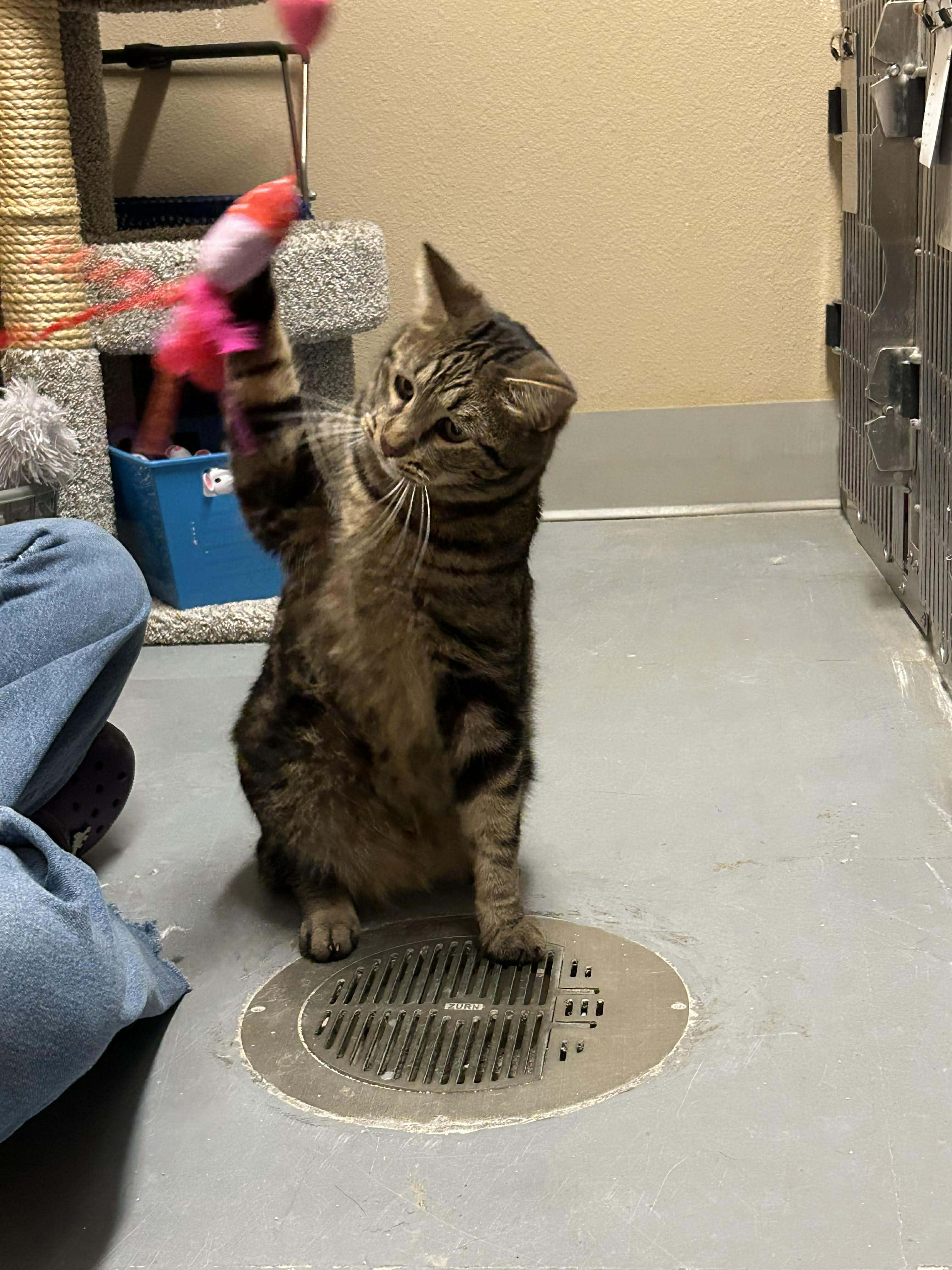 Billy, a ADOPTABLE Domestic Short Hair in Truth or Consequences , NM image 2/6