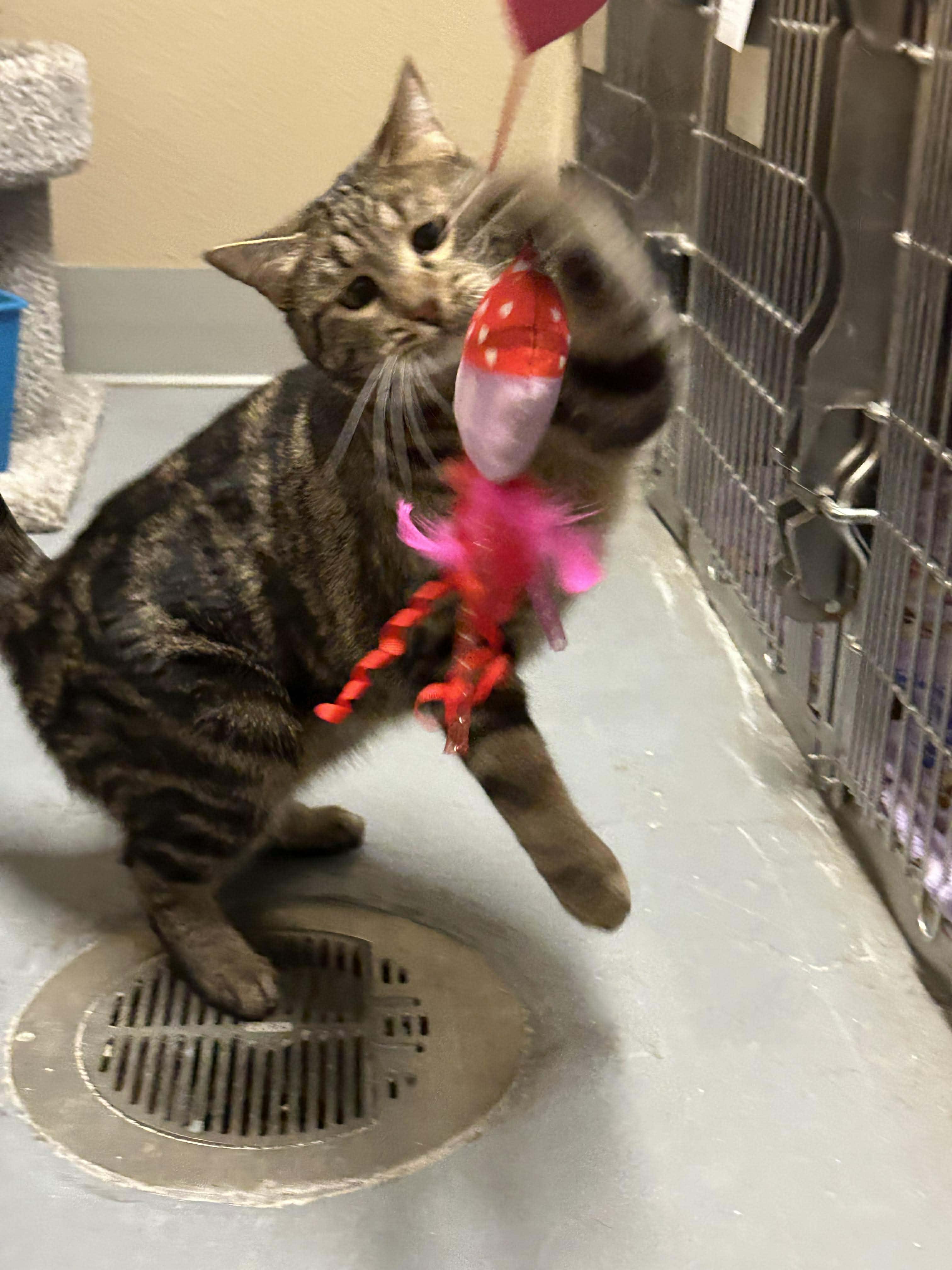 Billy, a ADOPTABLE Domestic Short Hair in Truth or Consequences , NM image 4/6