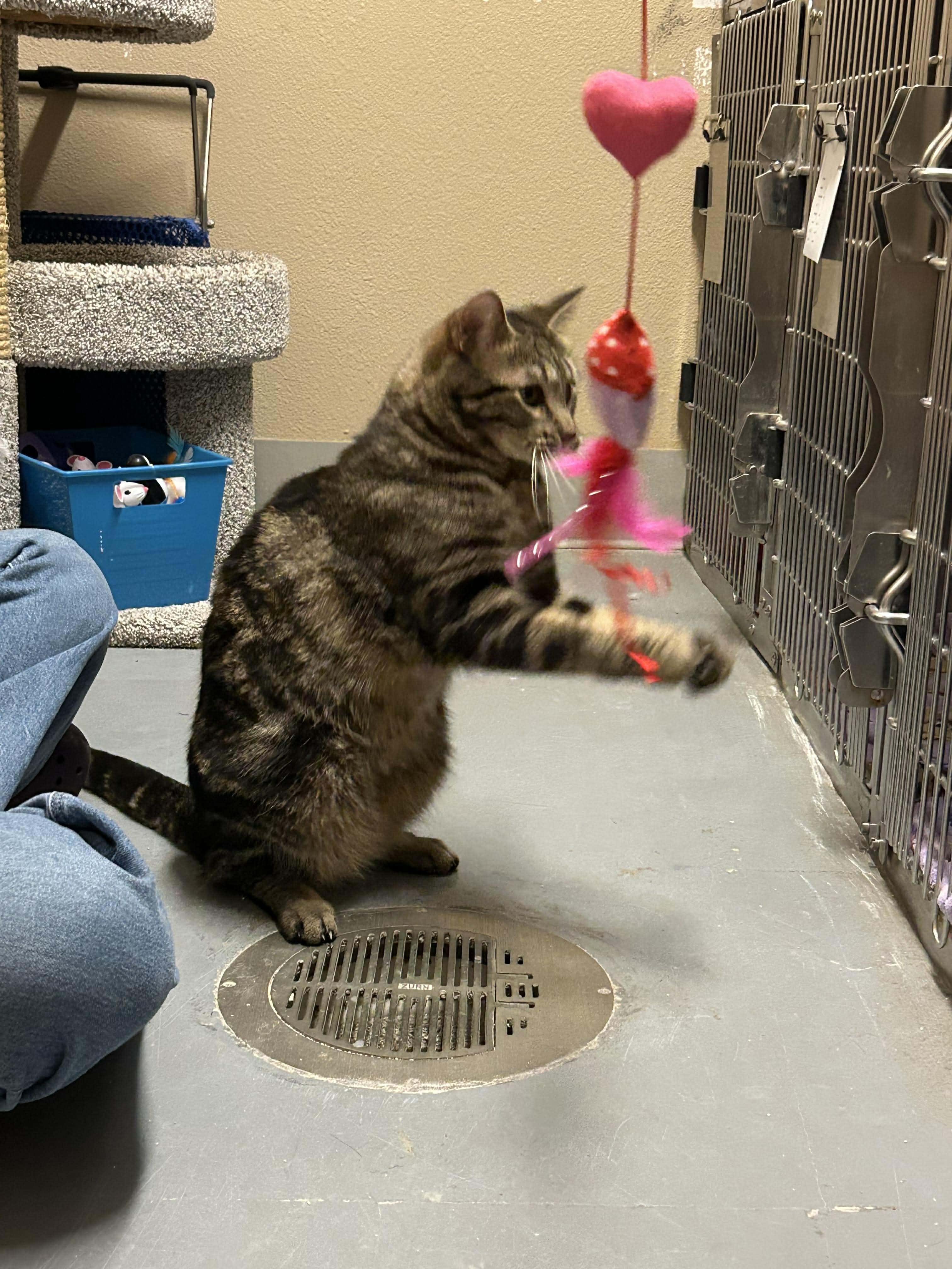 Billy, a ADOPTABLE Domestic Short Hair in Truth or Consequences , NM image 1/6