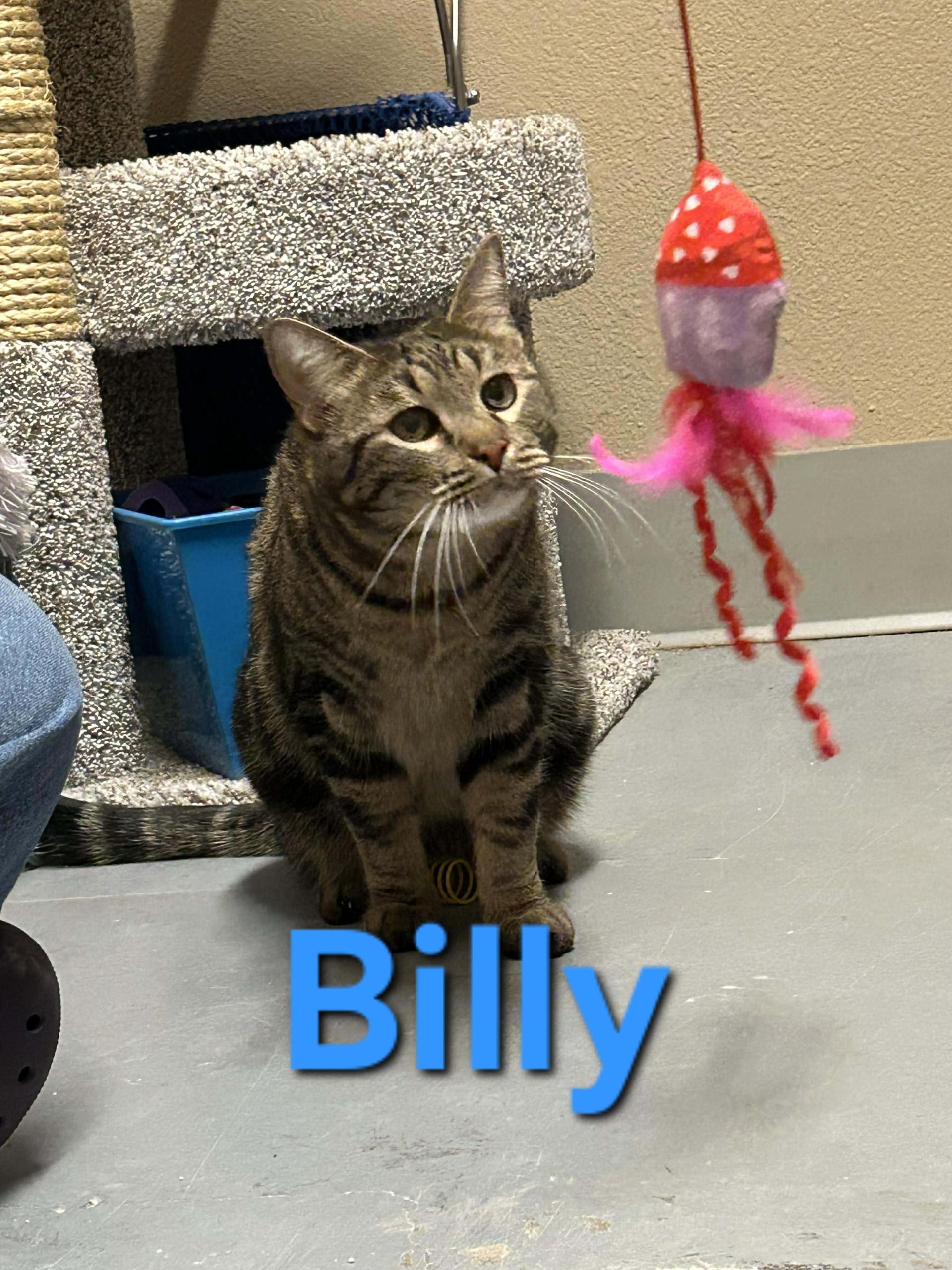 Billy, a ADOPTABLE Domestic Short Hair in Truth or Consequences , NM image 3/6